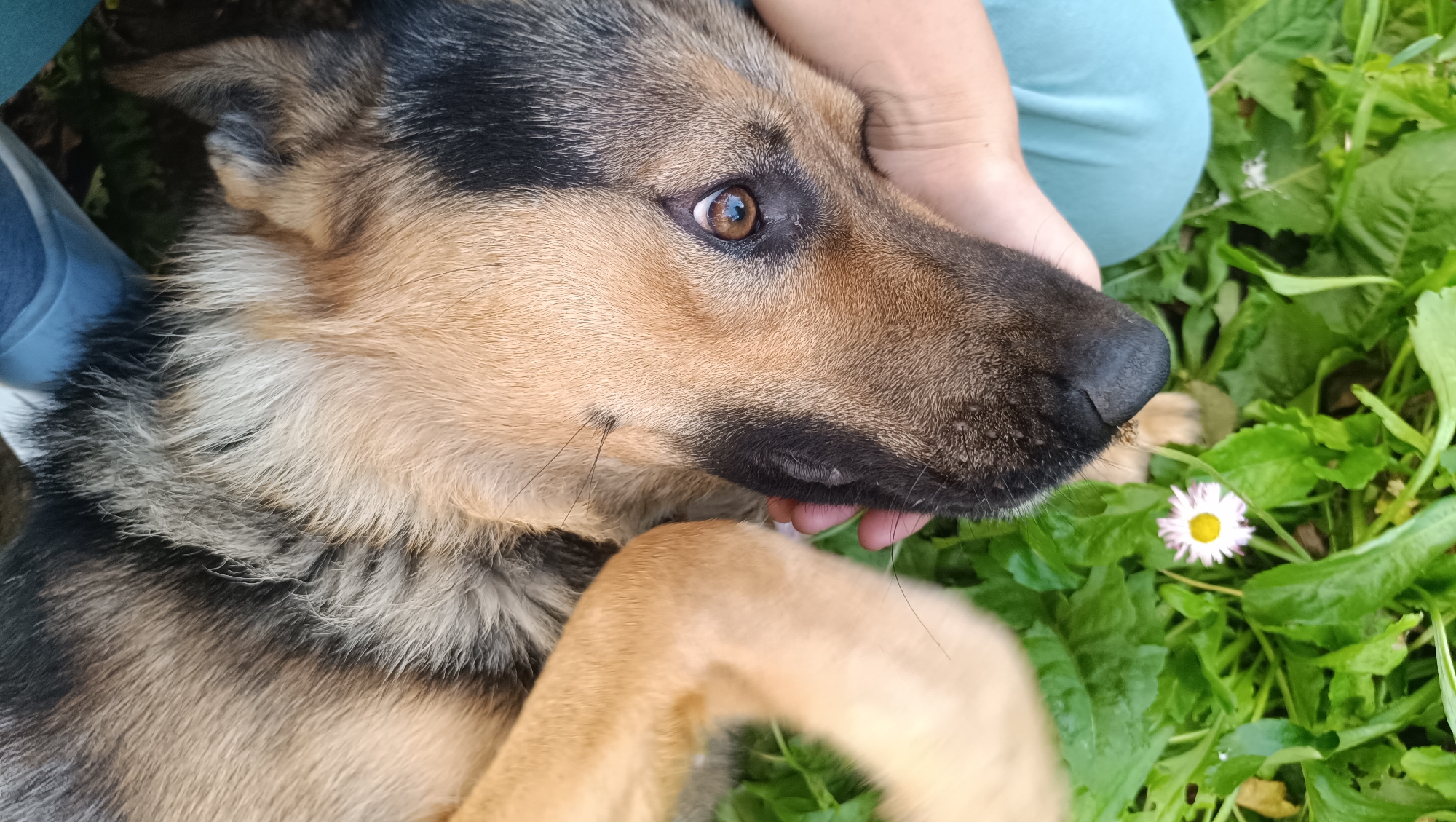 A German Shepherd dog is lying on its back in the grass. Its paws are raised in the air, and its head is tilted to the side. A person's hands are visible, gently petting the dog. The dog's eyes are open and looking at the camera. A small daisy is growing in the grass near the dog's nose. The scene appears to be in a park or backyard.