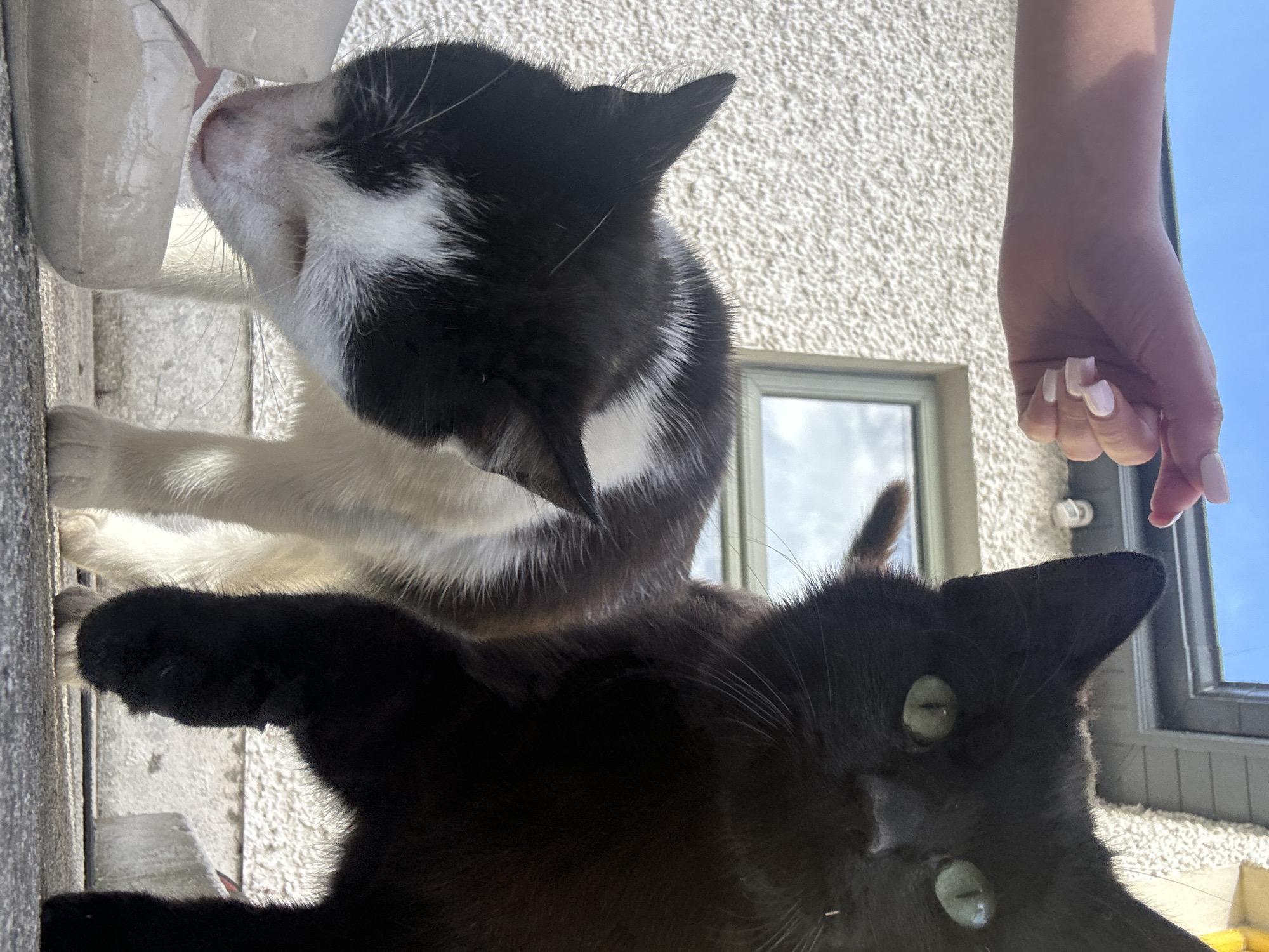 Two cats, one black and one black and white, are positioned in the foreground, with a human hand reaching from the upper left corner of the frame. The black and white cat is bent over, appearing to drink from a white bowl. The black cat is standing to the right, looking towards the camera. The background consists of a textured white wall, a window, and a blue sky. The scene appears to be outdoors. The exact location in Moortown, Ireland is not specified in the image.