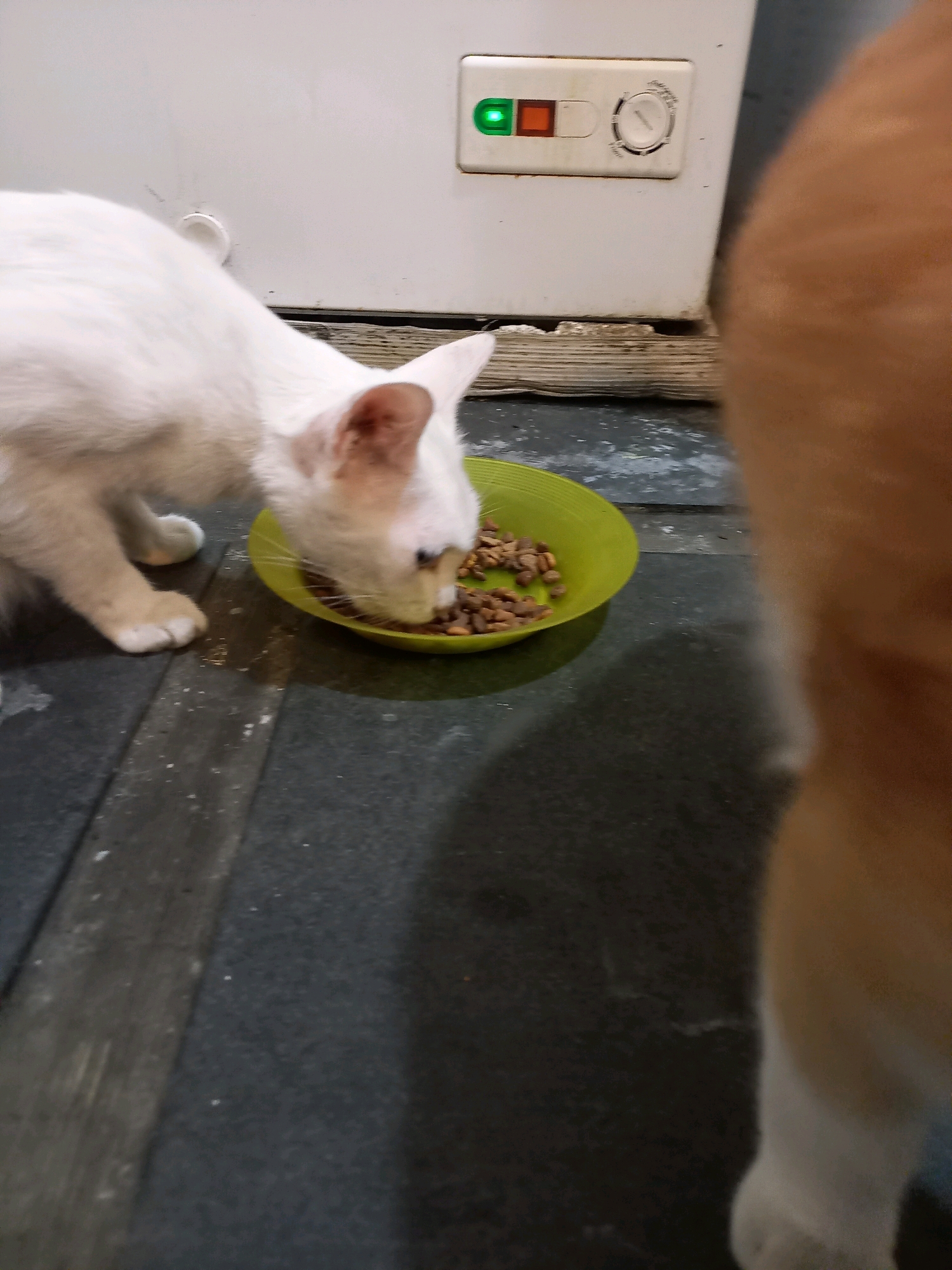 A white cat is eating from a green bowl of kibble on a dark, tiled floor. The cat is positioned to the left of the bowl, with its head lowered into the food. Behind the cat and bowl, a white appliance with a control panel is visible. The control panel has a green indicator light and a dial. A portion of a second animal, likely another cat or a dog with light brown fur, is blurred in the foreground on the right side of the image. The environment appears to be indoors, possibly a kitchen or utility area. The overall lighting is dim, with a focus on the cat and its food bowl. The scene is domestic in nature and does not contain any elements that would suggest a specific location within the city of Cimahi, Indonesia, or any other specific city.