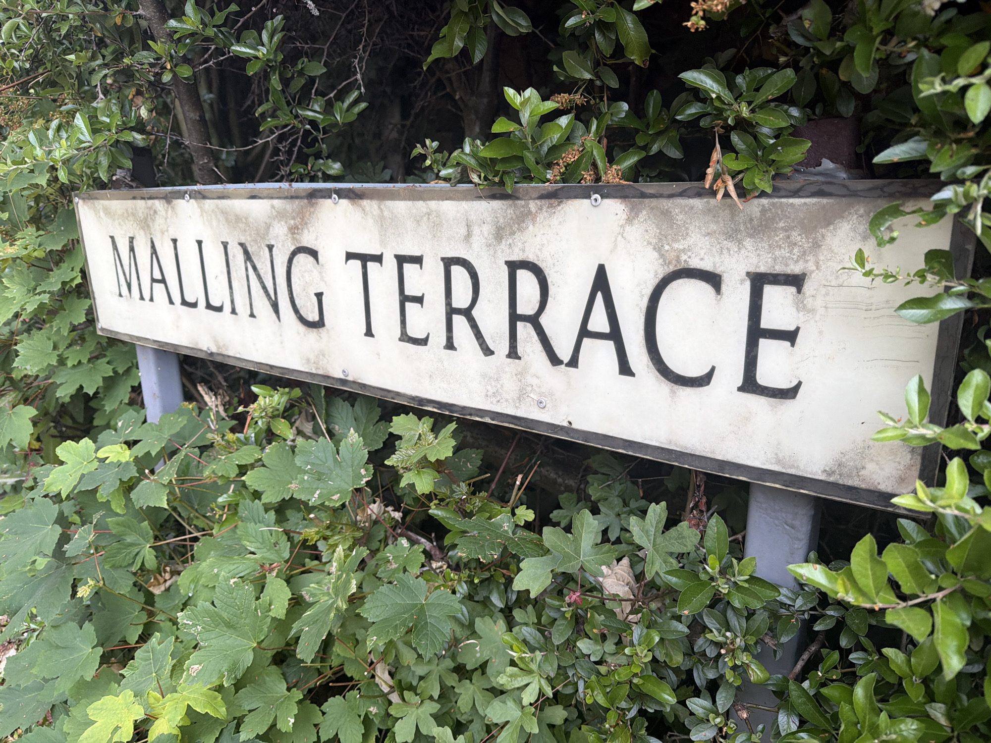 A weathered rectangular street sign, predominantly white with black capitalized serif lettering, displays the text "MALLING TERRACE". The sign exhibits discoloration and dark stains along its upper and lower edges and around the visible fasteners, suggesting age and exposure to the elements. It is mounted on two grey posts, partially visible on either side, and is heavily enveloped by dense green foliage. Above the sign, a variety of dark green leaves and some dry, reddish-brown plant detritus are visible against a darker background of more distant vegetation. Below the sign, a thick growth of various green plants, including large, lobed leaves and smaller, ovate leaves, partially obscures the sign's lower half and its supports. The scene is located outdoors, amidst lush greenery in the city of Maidstone, United Kingdom. No people or animals are present.