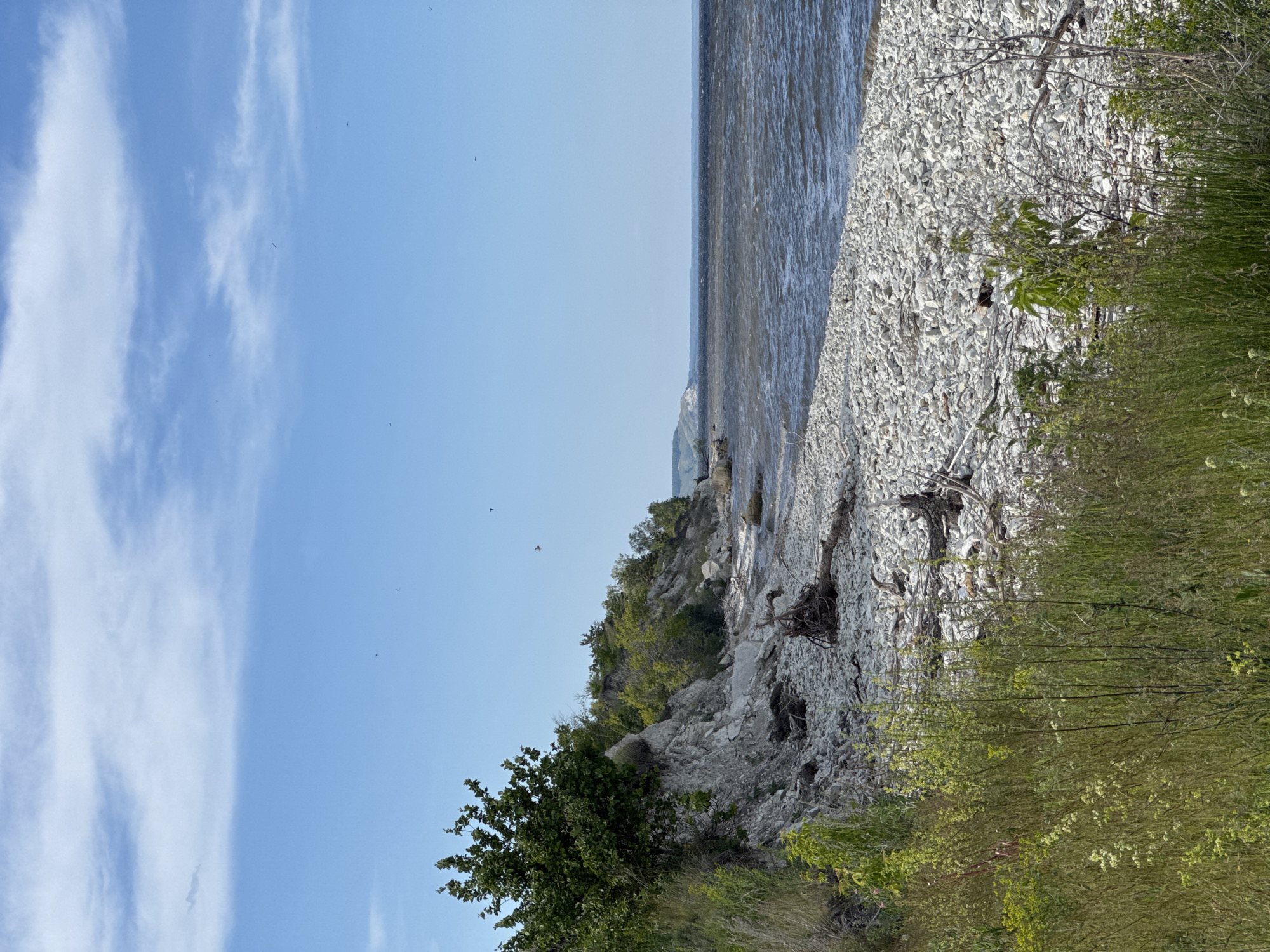 The image captures a natural coastal or large lakeshore environment under a clear blue sky. The upper third of the frame displays a bright, cloudless sky transitioning into a lighter blue near the horizon, with thin, wispy white clouds concentrated in the upper portion. Several small, dark specks, identified as birds, are in flight across the sky.
The middle ground is dominated by a wide body of water, exhibiting a dark grey-brown hue and agitated surface waves, suggesting movement or wind. This water extends to a distant, low-lying landmass or horizon line.
The shoreline is characterized by a broad, light-colored beach composed of numerous small, angular, whitish pebbles or stones. Multiple pieces of driftwood, some retaining root systems, are scattered across this rocky expanse.
To the left, a sloping, light-colored embankment or low cliff rises from the beach. This geological feature displays exposed pale rock and earth, indicating erosion, and is partially covered by dense green foliage, including small trees and bushes. A prominent, lush green tree stands on the edge of the embankment in the lower-left quadrant.
The foreground on the left consists of a dense growth of tall, green and dried grasses, intermingled with various leafy plants. No human figures or man-made structures are visible. The scene is illuminated by direct sunlight, indicating a clear day. The location is an unspecified natural area within the city of Unknown, Unknown.