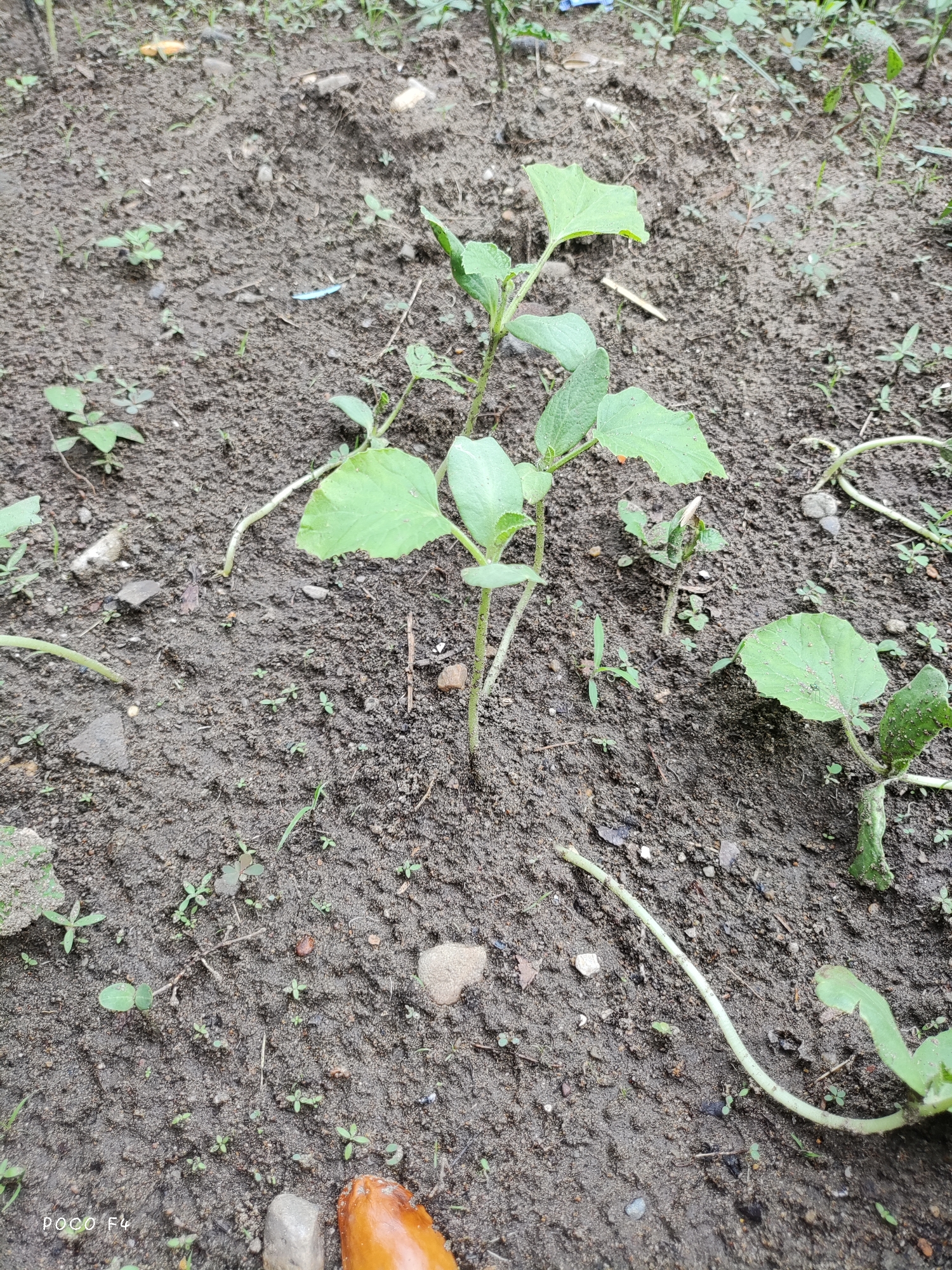 A close-up shot of young plants with green leaves growing in dark, damp soil. The soil is textured with small stones and debris. Several seedlings are visible, with some larger plants dominating the foreground and mid-ground. One plant in the center has three main leaves and a thin stem. Another plant to the right has larger, broad leaves. The overall impression is of a garden bed with new growth. The scene is outdoors, with natural lighting.