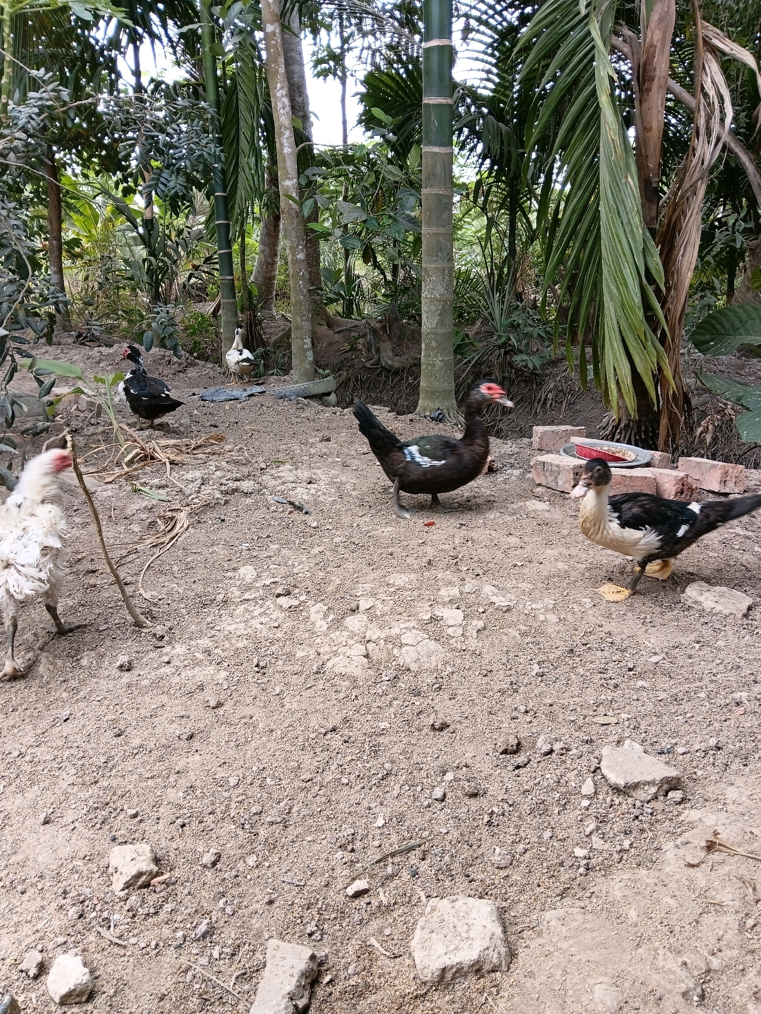 In Margo Rukun, Indonesia, a chicken with white and brown feathers stands on the dusty ground, facing left and appearing to peck at something. To its right, a black and white duck with red patches around its eyes stands on the dirt. Behind this duck, another duck with predominantly black plumage and white markings on its wings stands. Further back and to the right, a smaller duck, also black and white, is visible. The environment is rural, with lush green foliage and tall trees, including bamboo, forming a dense backdrop. The ground is composed of dry soil and small stones.