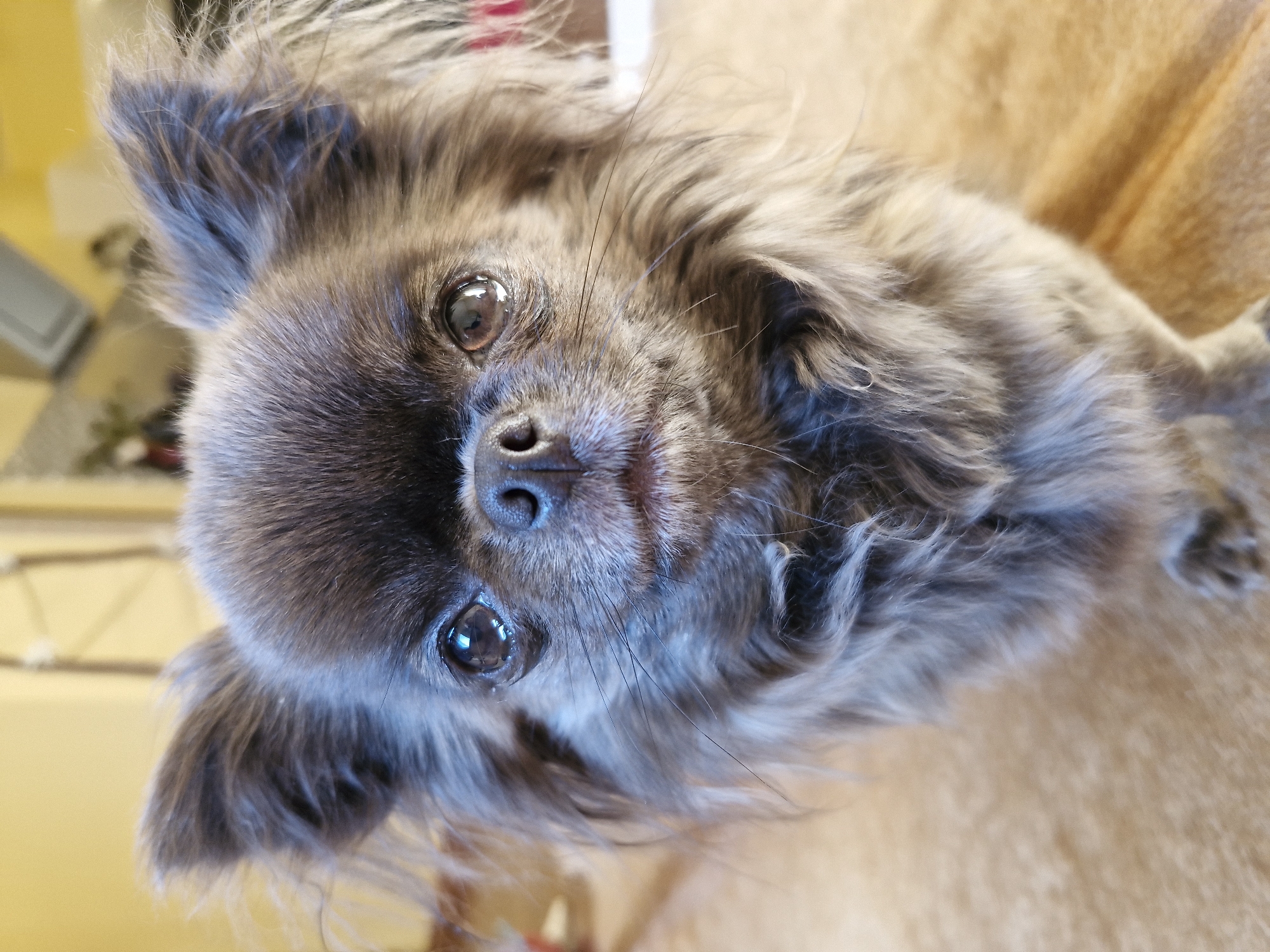 This is a close-up, eye-level portrait of a long-haired, grey Chihuahua dog facing the camera. The dog has large, dark eyes with reflections, a small black nose, and prominent whiskers. Its ears are alert and pointed upwards. The dog's fur is fluffy and appears to be a mix of grey and lighter brown tones. The background is softly blurred, suggesting an indoor environment with a light yellow wall and some indistinct objects. The dog is resting on a textured surface that appears to be a rug or carpet with a light brown or tan color. There is no indication of the city of Klaipėda, Lithuania, within the image itself.