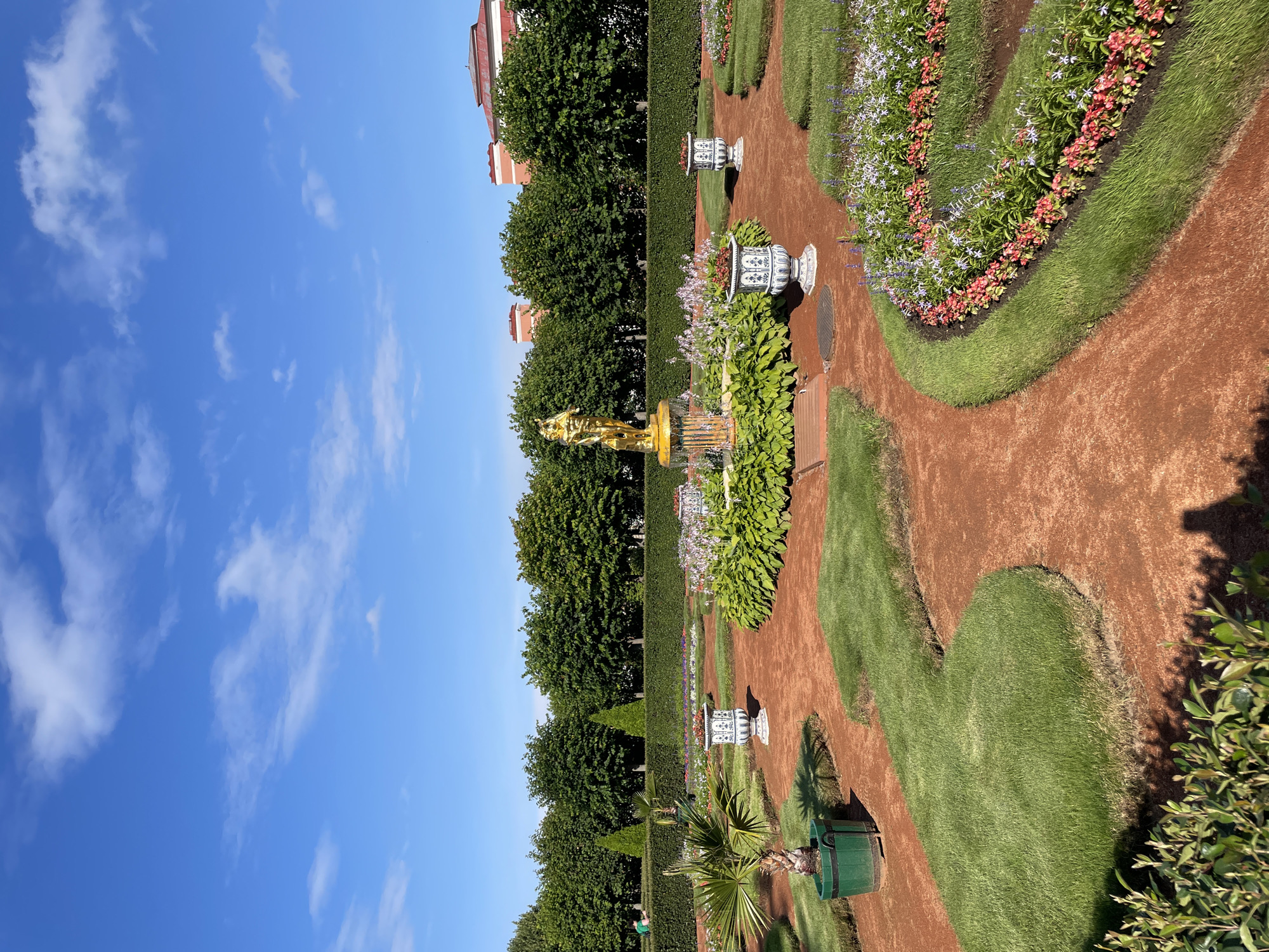 The image depicts a formal garden at Peterhof, Russia, characterized by a central golden fountain topped with a statue, surrounded by lush green foliage and colorful flower beds. Winding paths of reddish-brown earth traverse the landscape, separating manicured grass sections. Ornate white and blue ceramic urns are strategically placed throughout the garden, some holding flowers. In the background, a row of meticulously trimmed trees forms a dense hedge, behind which the upper floors of reddish-pink buildings with white trim are visible under a bright blue sky with scattered white clouds. A single palm plant in a green planter is positioned on the left side of the frame. The scene is bathed in natural sunlight, casting shadows on the grass and paths, indicating a daytime setting. No people are actively engaged in any discernable interactions within the frame, though a person in a green shirt can be seen in the far background on the left.