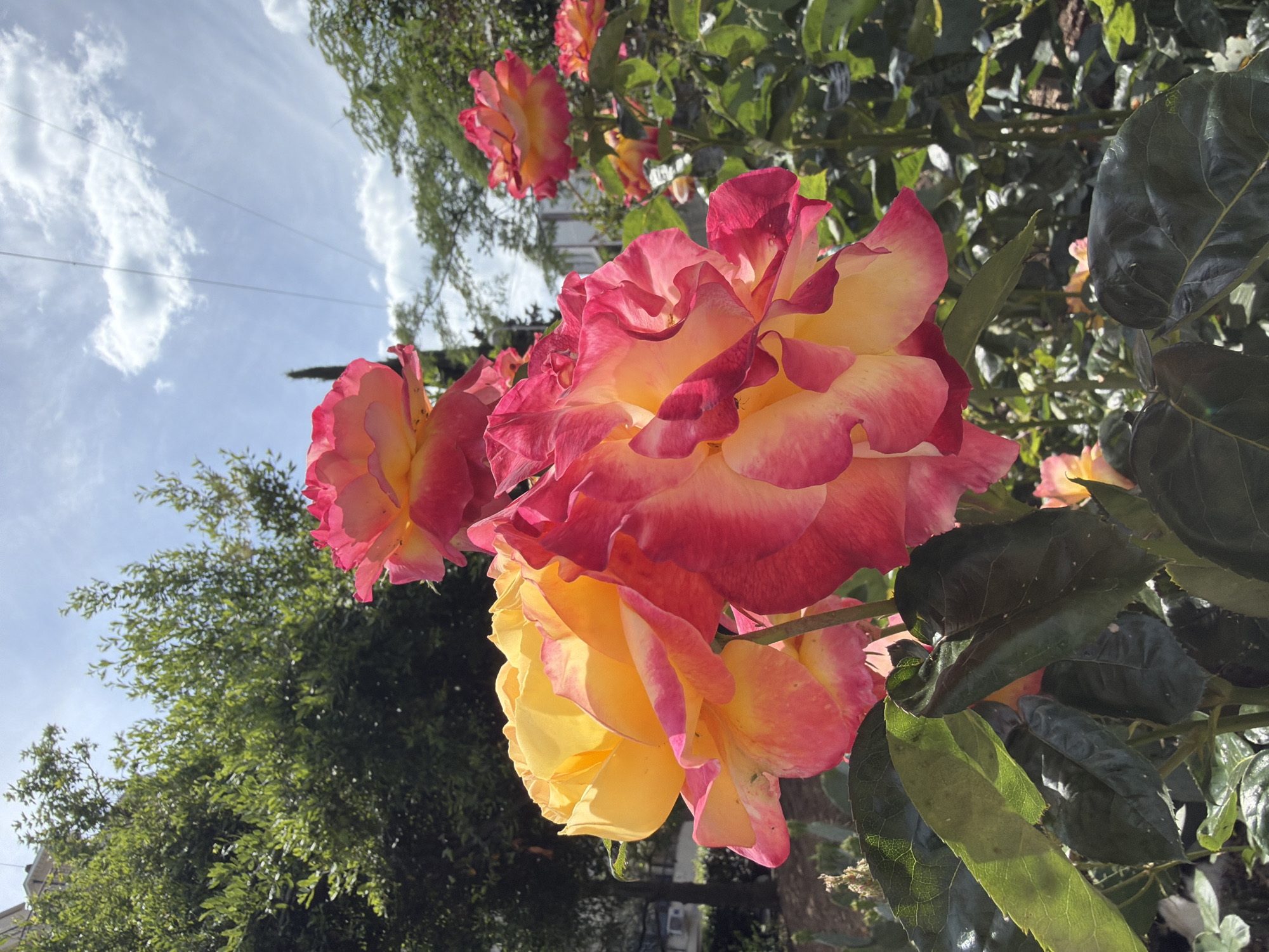 This is a vertical, close-up, outdoor photograph of several bicolor roses with petals transitioning from yellow to pink. The roses are the primary subject, with their rich colors and delicate texture prominently displayed. The background features lush green foliage, suggesting a garden or a natural setting. Above the greenery, a bright blue sky with scattered white clouds is visible, indicating fair weather. The lighting suggests it is daytime, likely late morning or early afternoon, given the intensity of the sunlight.
One rose, in the foreground and to the right of center, is in full bloom, showcasing its layered petals. Another rose, slightly behind and to the left, is also in bloom, while a third rose, further in the background, appears to be opening. The scene is vibrant and suggests a peaceful, natural environment.
There are no people or discernible man-made objects in the immediate foreground, although power lines are faintly visible against the sky in the upper left portion of the image, hinting at a semi-urban or suburban location. The image conveys a sense of natural beauty and tranquility. The provided location context is Partenit, Ukraine.