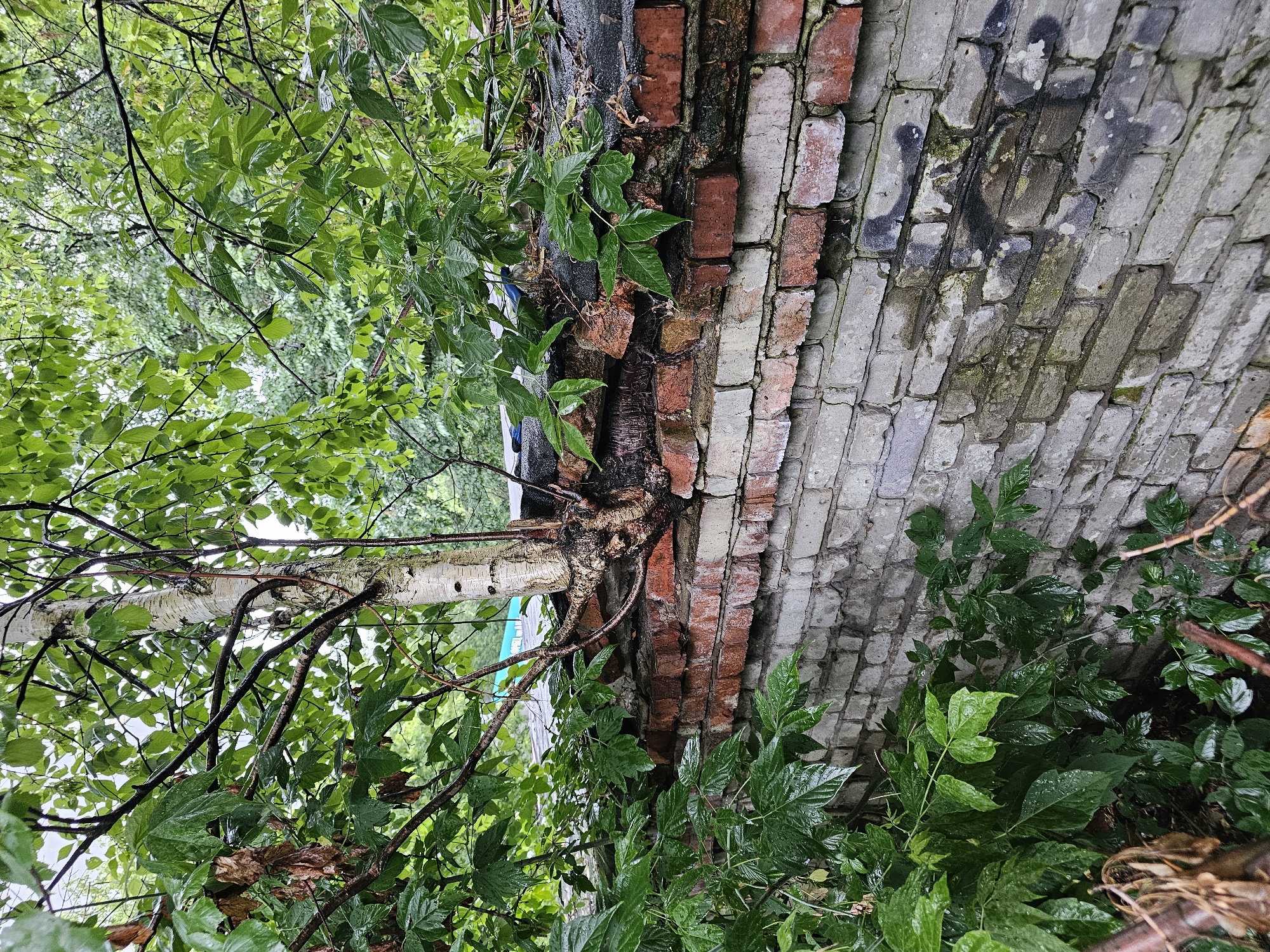 The image depicts a close-up, tilted view of lush green foliage growing around and over a weathered brick wall. The wall is constructed with both red and grey bricks, showing signs of age, with some sections appearing damaged or crumbling. There are patches of dark graffiti visible on the grey bricks. The leaves are wet, suggesting it might be raining or has recently rained, and the overall atmosphere is damp and natural. A portion of a white birch tree trunk, with its characteristic peeling bark, is visible emerging from the foliage and resting against the wall. The scene appears to be outdoors, possibly in a natural or overgrown urban setting in Khimki, Russia, given the location context. The focus is on the textures and colors of nature interacting with man-made structure. There are no people or specific activities clearly depicted. The time of day is not discernible, but the overcast or wet conditions suggest a potentially moody or serene ambiance.