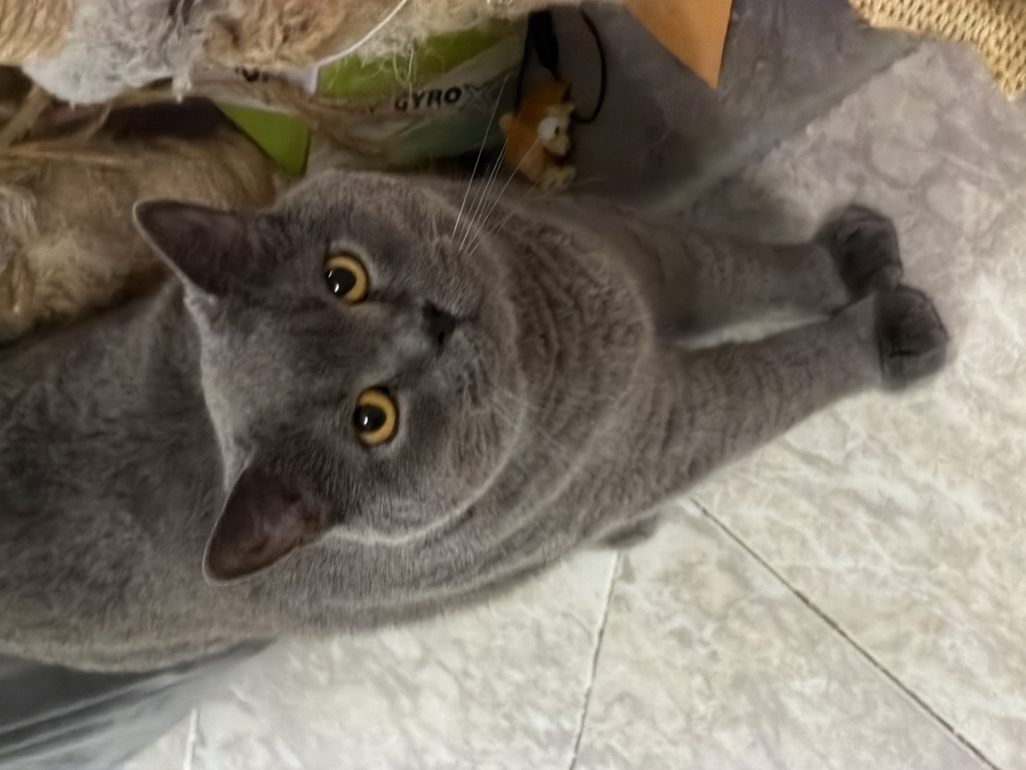 A fluffy grey British Shorthair cat with bright orange eyes is the subject of this image. The cat is sitting on a light-colored tiled floor. In the background, there are various objects, including what appears to be a cat toy, and what looks like a textured pet bed or scratching post. The lighting is somewhat dim and the background is out of focus. There is no discernible indication of the location being in Rome, Italy.