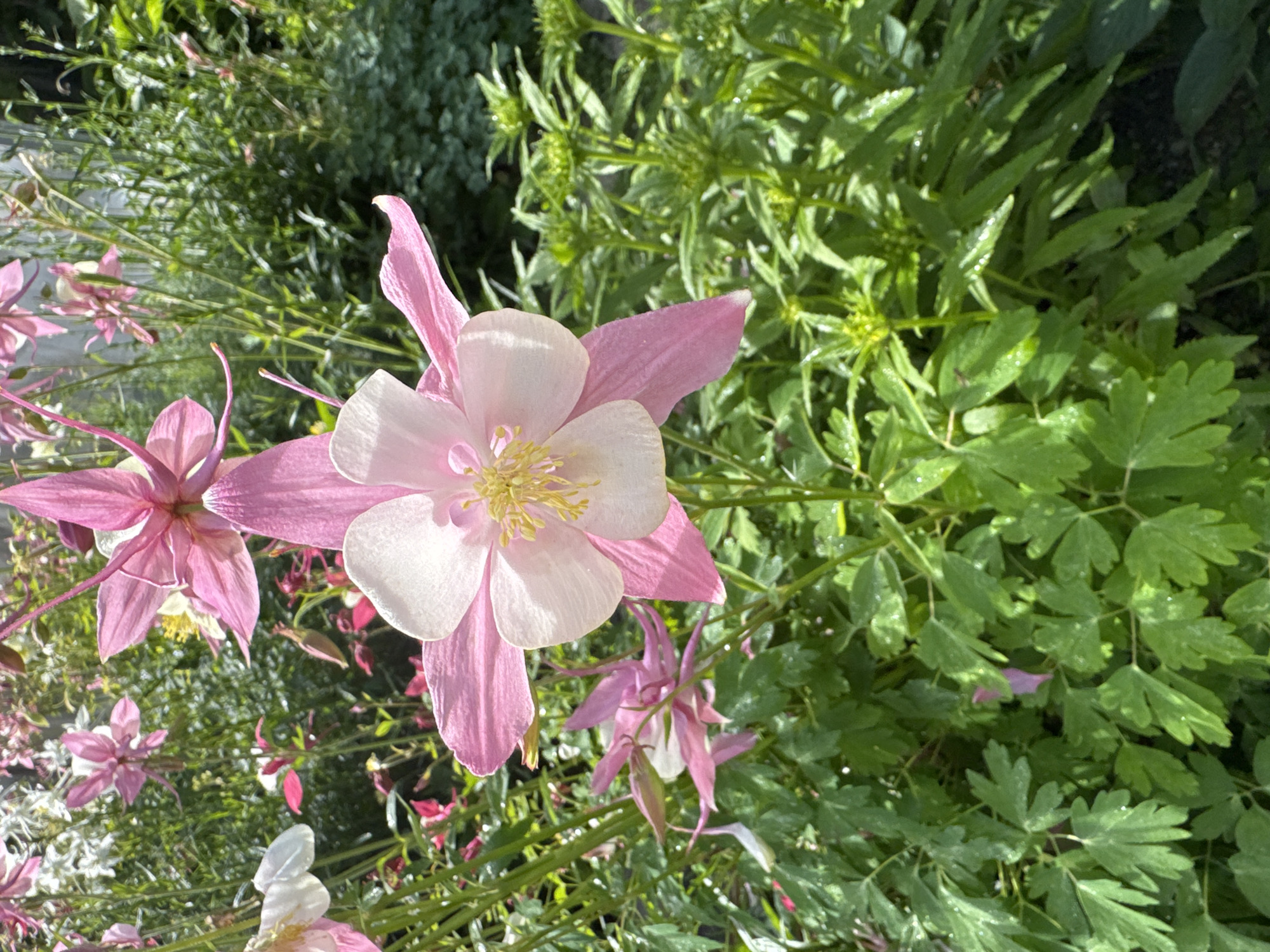 This is a close-up, eye-level photograph of a cluster of pink and white Columbine flowers in a garden. The main subject is a large Columbine flower in the foreground, with delicate pink petals and a pale yellow center. Behind it, other Columbine flowers in varying shades of pink and white are visible, along with lush green foliage and stems. The lighting suggests it is daytime, with sunlight illuminating the flowers. The environment appears to be a natural outdoor setting, likely a garden. No people or specific urban landmarks are depicted. The scene is focused on the botanical details of the flowers. The location is identified as Urazovo, Russia, though this specific visual information is not derivable from the image itself.