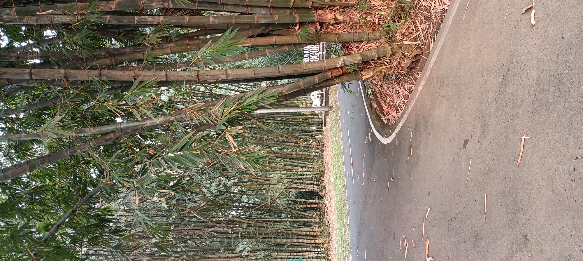 The image depicts a road curving through a dense bamboo forest. The road is paved and has a white line marking its edge. Scattered on the road are dried bamboo leaves. To the right of the road, a thick cluster of bamboo stalks rises from the ground, with a sign visible in the background. The sign appears to be a white plaque with dark lettering, and the words "BUN RA" and "OGOR" are legible, suggesting the location is in Bogor, Indonesia. The bamboo forest extends into the background, creating a natural, shaded environment. The overall scene is one of a tranquil, natural setting within a city.