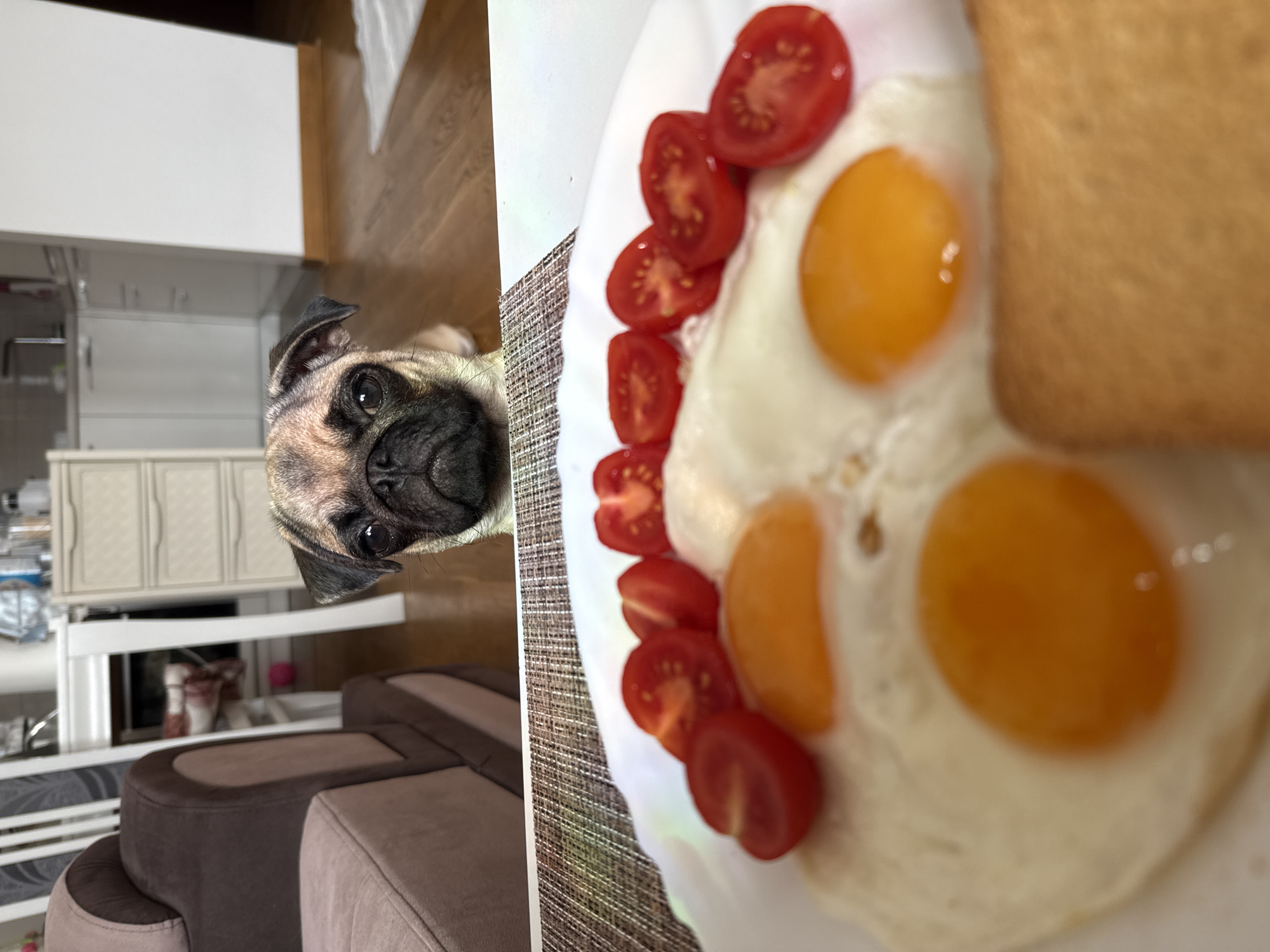 A pug peeks over the edge of a white plate holding a breakfast meal. The pug's face, with its characteristic wrinkled snout and dark eyes, is the main subject in the left portion of the image. Behind the pug, a blurred background shows a wooden floor and white cabinets, suggesting an indoor setting like a kitchen or dining area.
The right side of the image is dominated by the breakfast plate. It contains two fried eggs with bright orange yolks, surrounded by sliced cherry tomatoes. A slice of toasted bread, likely from a loaf, is positioned on the top right of the plate. The food is presented on a placemat with a woven texture.
The image is taken from a close-up perspective, focusing on the pug's curious expression and the breakfast items. The lighting appears to be natural, possibly from a nearby window, casting a soft glow on the scene. No specific time of day or weather conditions can be determined. The overall mood is casual and domestic, with the pug appearing to be an eager participant in the mealtime. There is no visible text in the image.