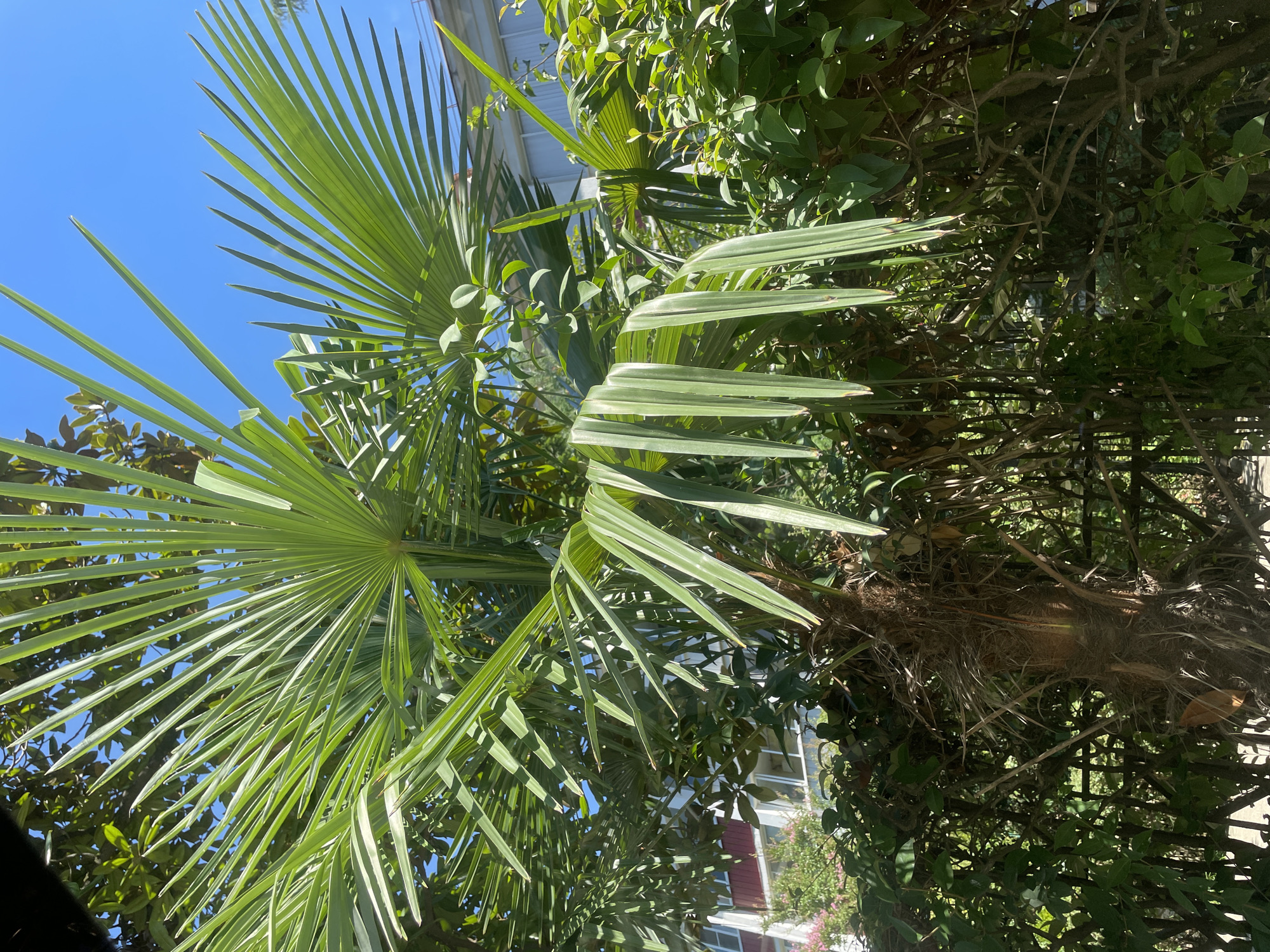 In Sochi, Russia, on a bright, sunny day, a close-up shot focuses on the fronds of a palm tree in the foreground, their vibrant green leaves fanning out against a clear blue sky. Behind the palm, various other lush green foliage and shrubs create a dense, verdant backdrop. Hints of buildings, possibly residential or institutional structures, with white and red exteriors, are visible through the leaves, suggesting an urban or semi-urban setting within the city. The overall impression is one of a well-maintained green space, likely a park, garden, or residential courtyard, bathed in the warmth of the sun.