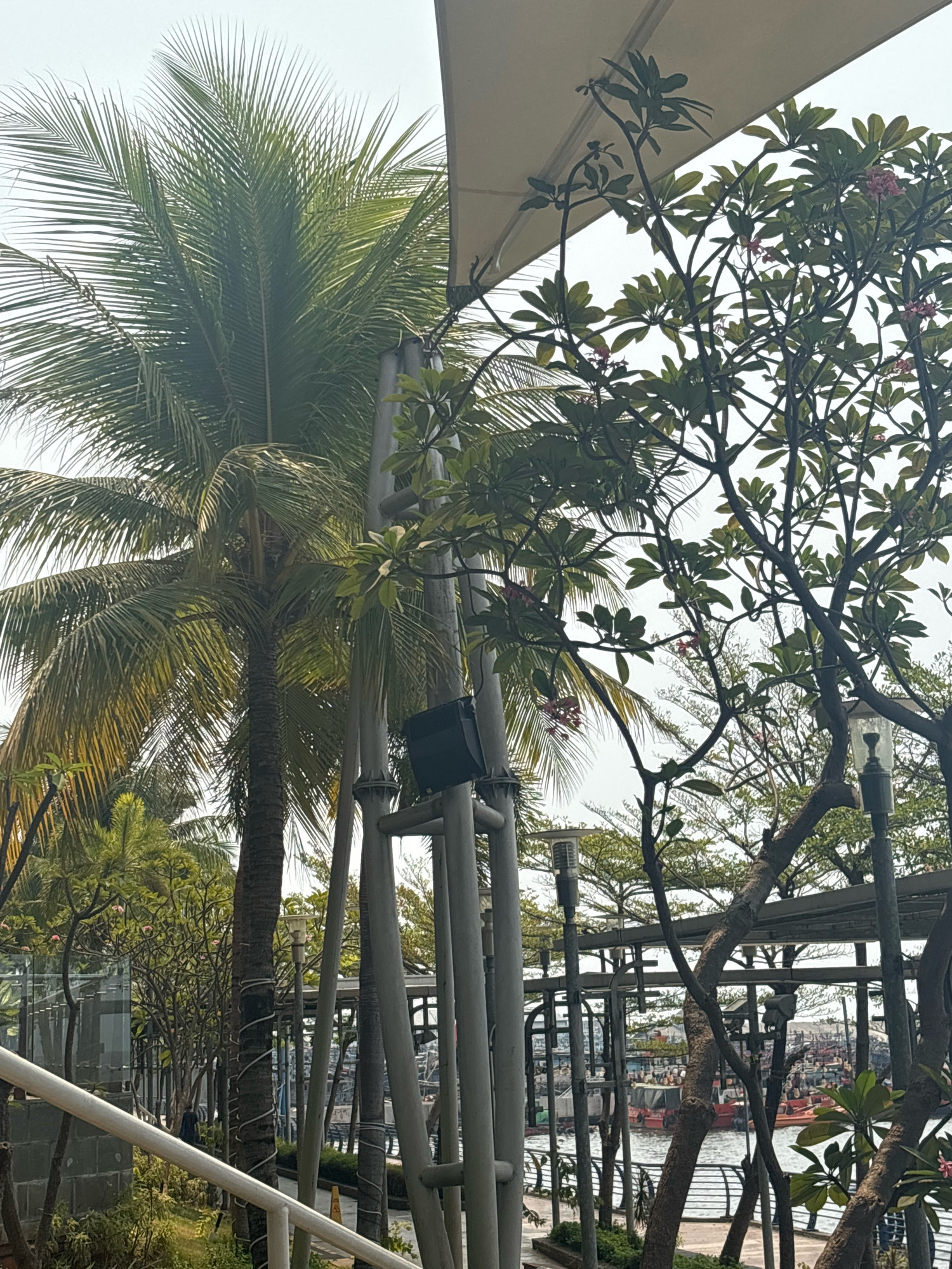 The image captures a view of the Ancol Marina in North Jakarta, Indonesia, on a cloudy day. In the foreground, a white railing leads to a shaded area, with a large palm tree dominating the left side of the frame. To the right, a tree with lush green leaves and delicate pink flowers is visible, partially obscured by metallic support structures. These structures are also wrapped with white ropes in a decorative pattern, and one of them holds a black spotlight. Beyond these elements, a view of the marina reveals numerous boats docked in the water, with their structures and some of their occupants visible. The overall scene depicts a typical waterfront scene, combining natural elements like palm trees and flowering trees with man-made structures and maritime activity.