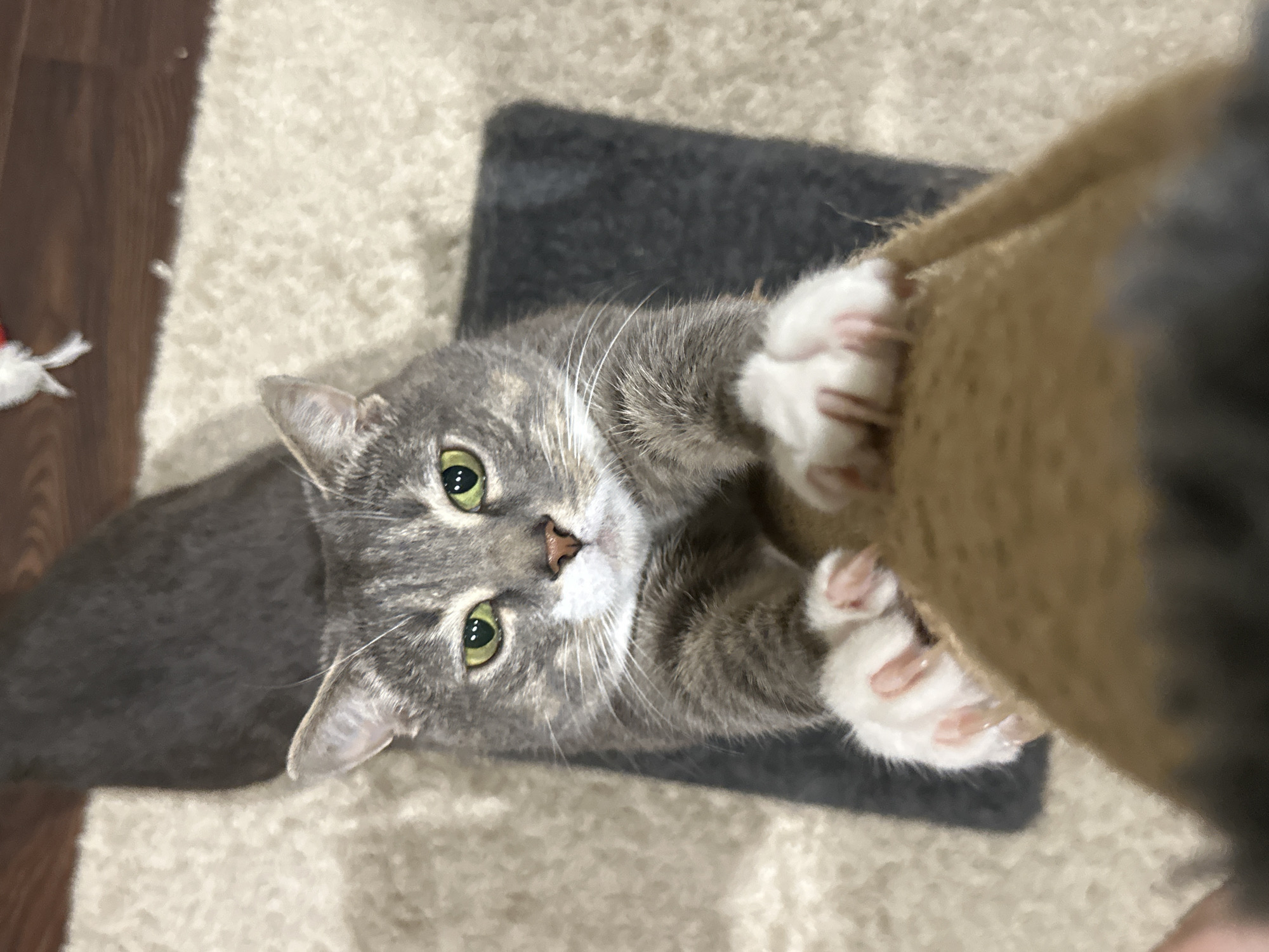 A high-angle medium shot captures a gray tabby cat as it scratches at a sisal scratching post. The cat, with bright green eyes and white paws, is positioned on top of a dark gray scratching pad. The background consists of a light-colored shag carpet and a dark wood floor. A small white object with red accents is visible in the upper right corner of the frame.