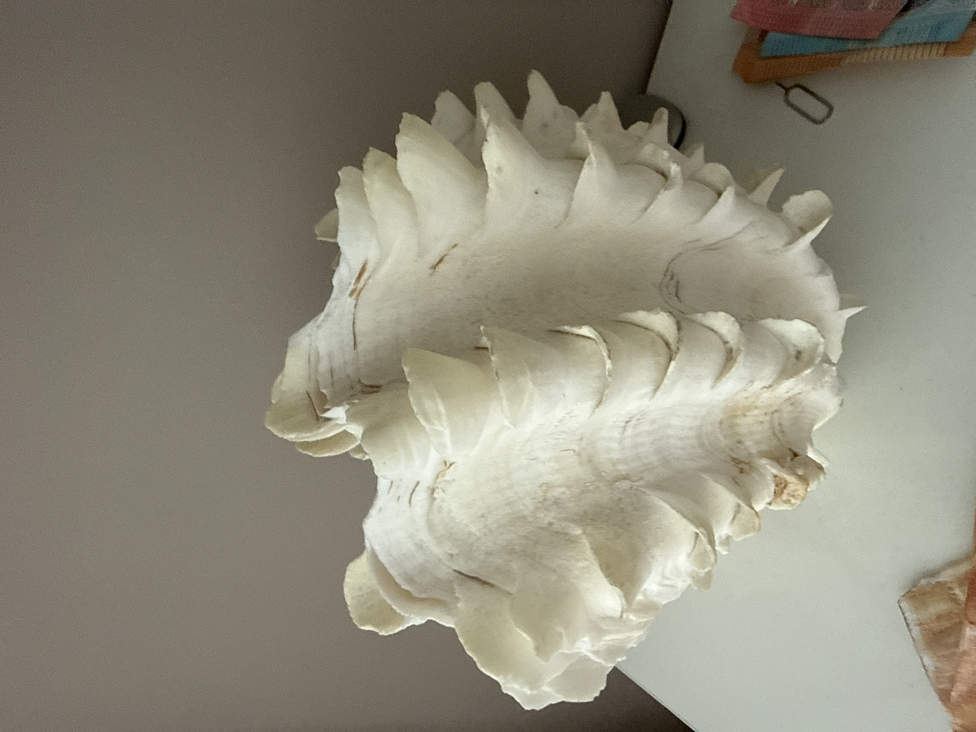 A large, creamy white tridacnid clam shell is displayed on a flat white surface. The shell is positioned in the center of the frame, with its fluted edges prominently featured. The background is a solid, muted gray wall. To the right of the shell, on the white surface, are several small objects including a silver SIM card ejector tool, and a stack of colorful cards or papers with a ruler. The lighting is soft and even, casting minimal shadows. The image was taken indoors, likely in a residential or display setting. There is no indication of the city of Burgas, Bulgaria.
