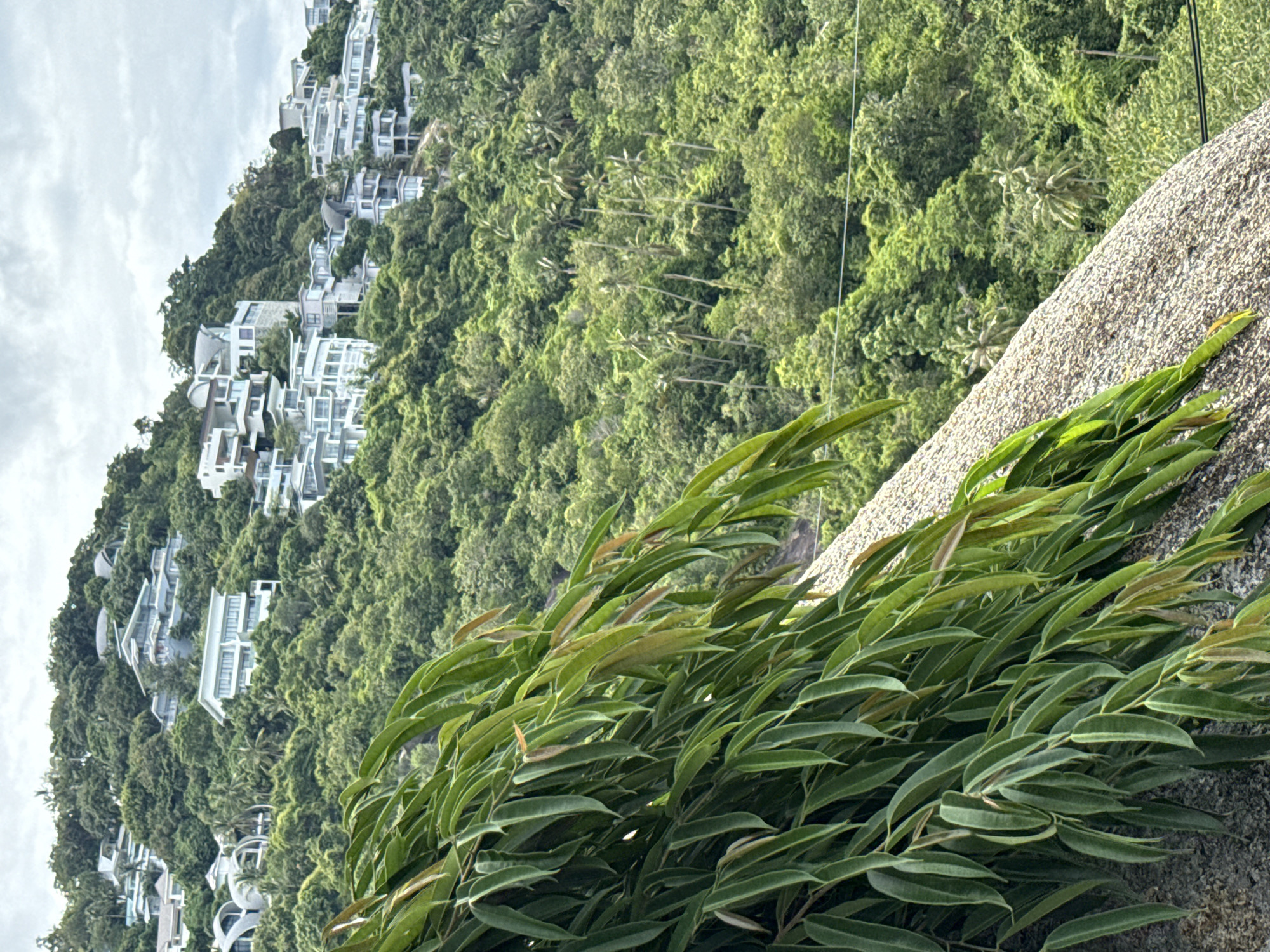 This image captures a hillside residential area on the island of Ko Samui, Thailand. Modern white villas with flat roofs and multiple balconies are nestled amidst lush green tropical foliage, characteristic of the island's landscape. The buildings are distributed across the steep incline, suggesting a planned development. In the foreground, a large branch with long, slender green leaves extends into the frame, partially obscuring a rough, textured surface, possibly a retaining wall or a rock formation. The background is dominated by dense vegetation, including palm trees and other tropical trees, with a cloudy sky overhead. The scene depicts a serene, upscale residential area integrated into the natural environment.