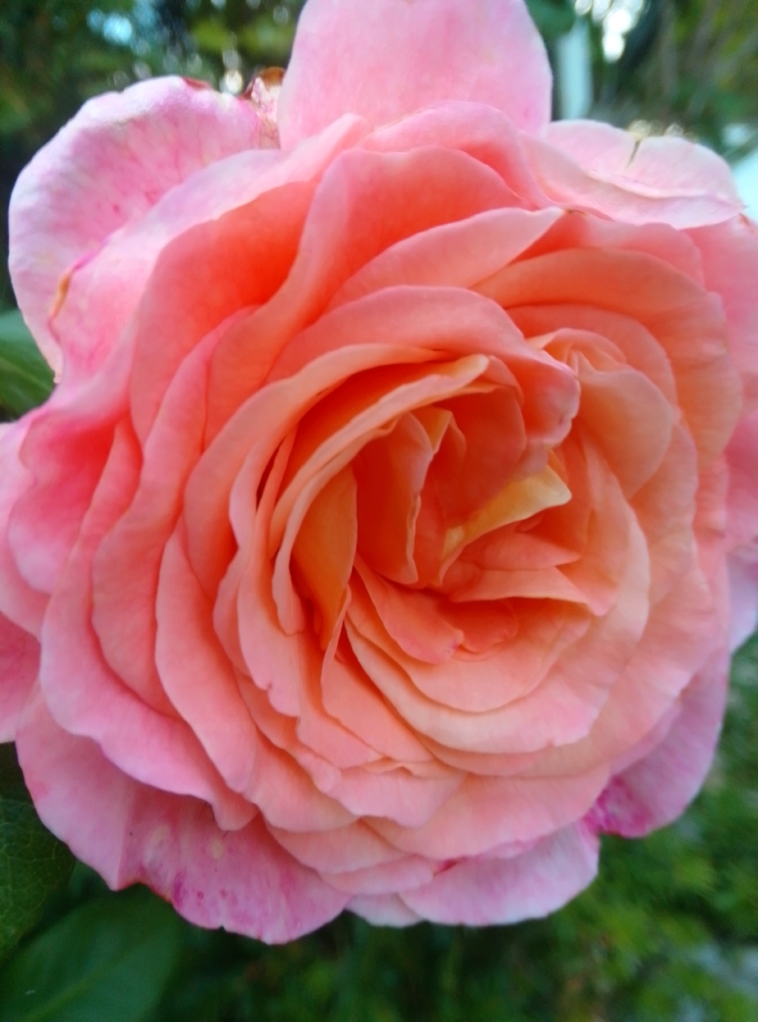 A close-up, high-angle photograph captures a vibrant coral-pink rose in bloom. The rose fills most of the frame, its numerous petals unfurling in intricate layers. The center of the rose displays a deeper, more intense coral hue, transitioning to softer pinks on the outer edges. Some petals show subtle variations in color, with hints of peach and cream peeking through. The background is softly blurred, featuring green foliage and out-of-focus bokeh lights, suggesting an outdoor setting. The image is devoid of any human presence or discernible landmarks that would indicate a specific location in Hamburg, Germany.