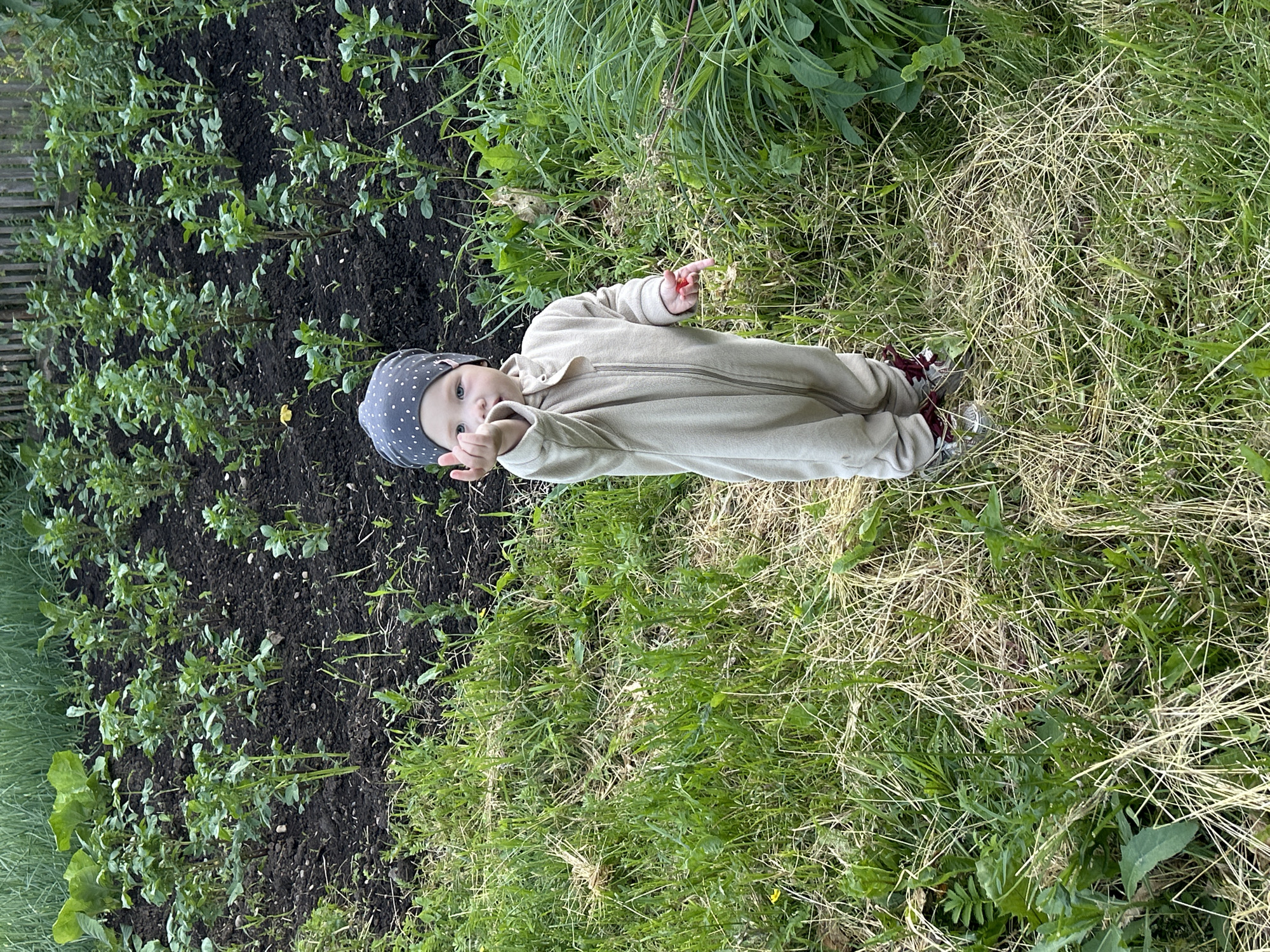 A child wearing a light-colored onesie and a polka-dot beanie stands in a grassy area, facing forward and extending their left hand. They are holding a small red object, possibly a berry, between their fingers. Behind the child is a garden bed with rows of young plants. The environment appears to be outdoors, with a wooden fence visible in the background. The image is taken in the village of Азинский, Russia.