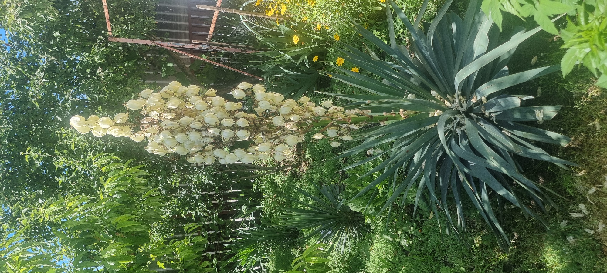 The image depicts a garden scene in Chernomorskiy, Russia. The primary subject is a tall Yucca plant with a prominent stalk of white, bell-shaped flowers. The Yucca's stiff, sword-like leaves spread outwards from its base. In the background, a wooden fence and a metal structure suggest a residential or allotment area. Lush green foliage from various trees and plants surrounds the Yucca, with a few small yellow flowers visible to the right. The lighting indicates it is daytime, with sunlight illuminating the scene. There are no people or animals visible in the image.