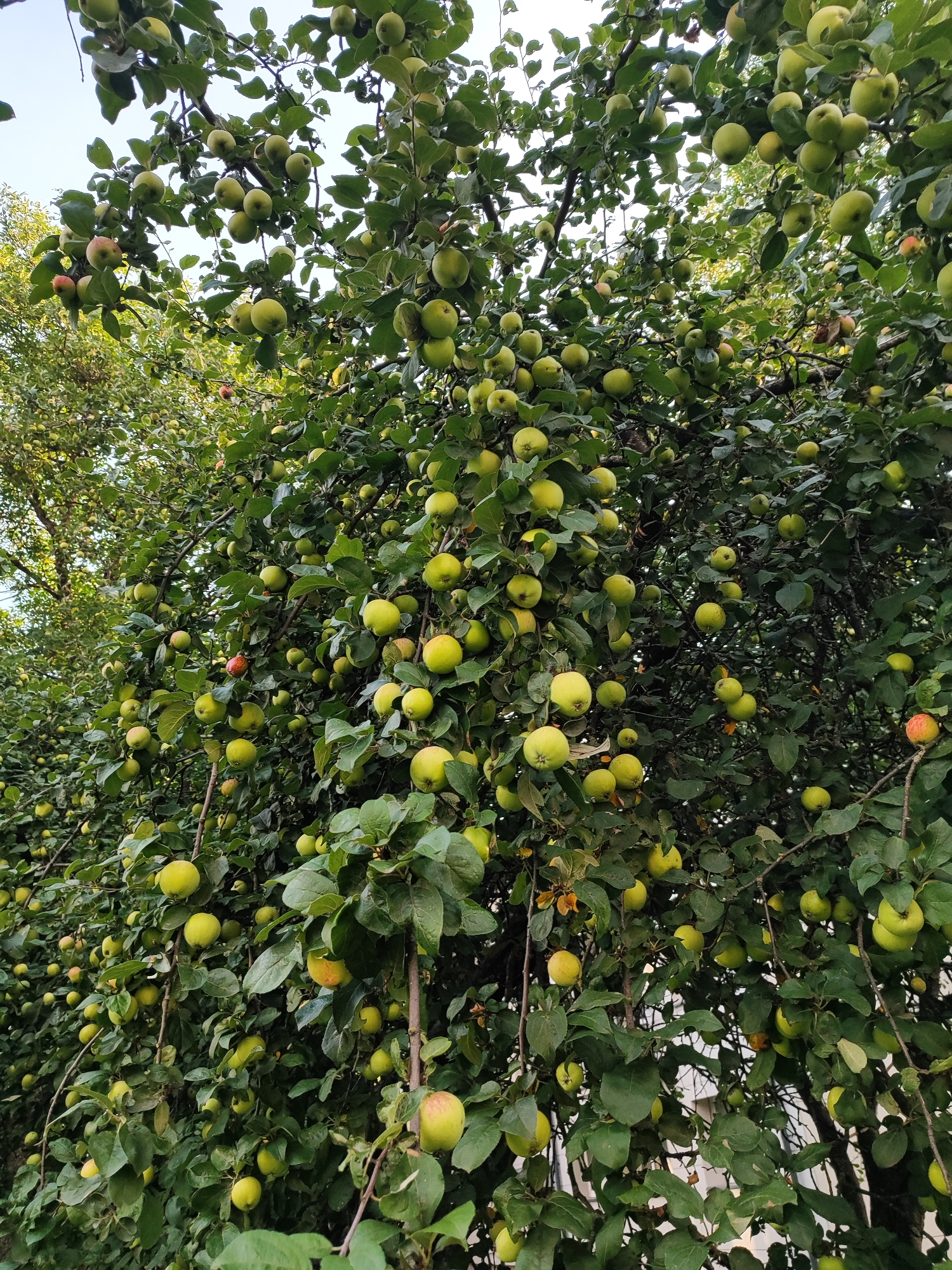 The image depicts a dense apple tree laden with numerous green and yellow apples, with a few showing hints of red blush. The tree is covered in lush green leaves, and the branches are heavily laden with fruit. The background shows more greenery and what appears to be a building with white siding, suggesting an urban or suburban environment. The lighting indicates it is daytime, likely late afternoon or early morning due to the soft light filtering through the leaves. No people are visible in the frame. The image appears to be taken from a low angle, looking up into the branches of the tree. The scene is consistent with a backyard or park in Vilnius, Lithuania, during harvest season.