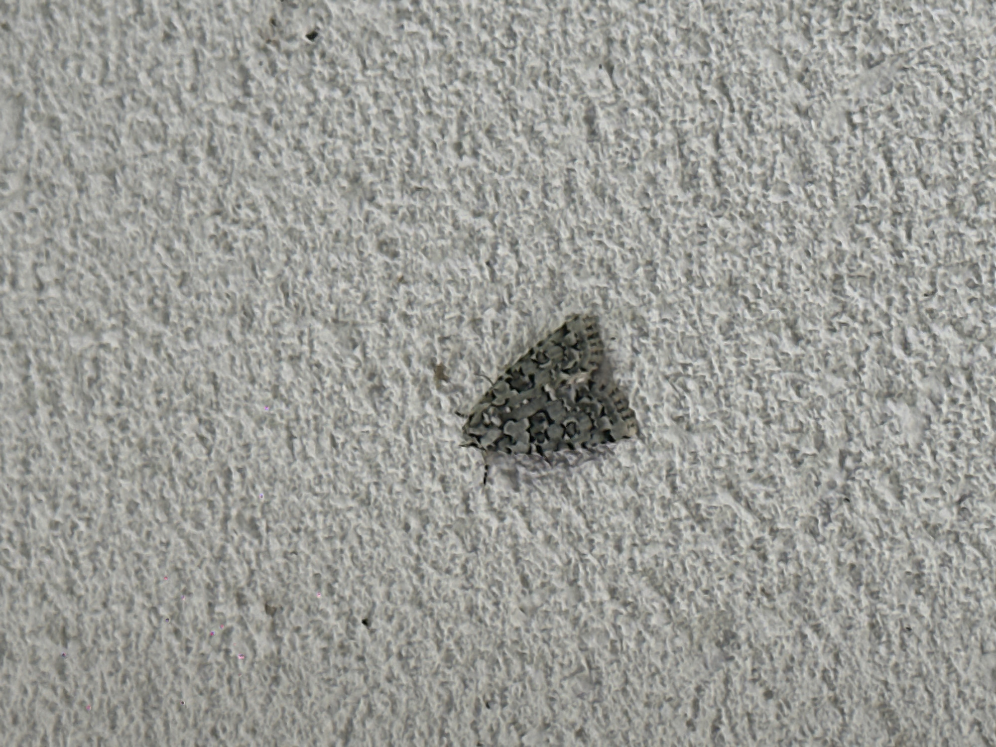 A moth with grey and black patterned wings rests on a textured, off-white surface, likely a wall. The moth is positioned diagonally in the lower right quadrant of the image. The surface appears to be concrete or stucco, with a rough, granular texture. There are no people or other discernible objects in the immediate vicinity of the moth. The lighting suggests an indoor or shaded outdoor environment. The city of Amsterdam, Netherlands is not discernible from the image.