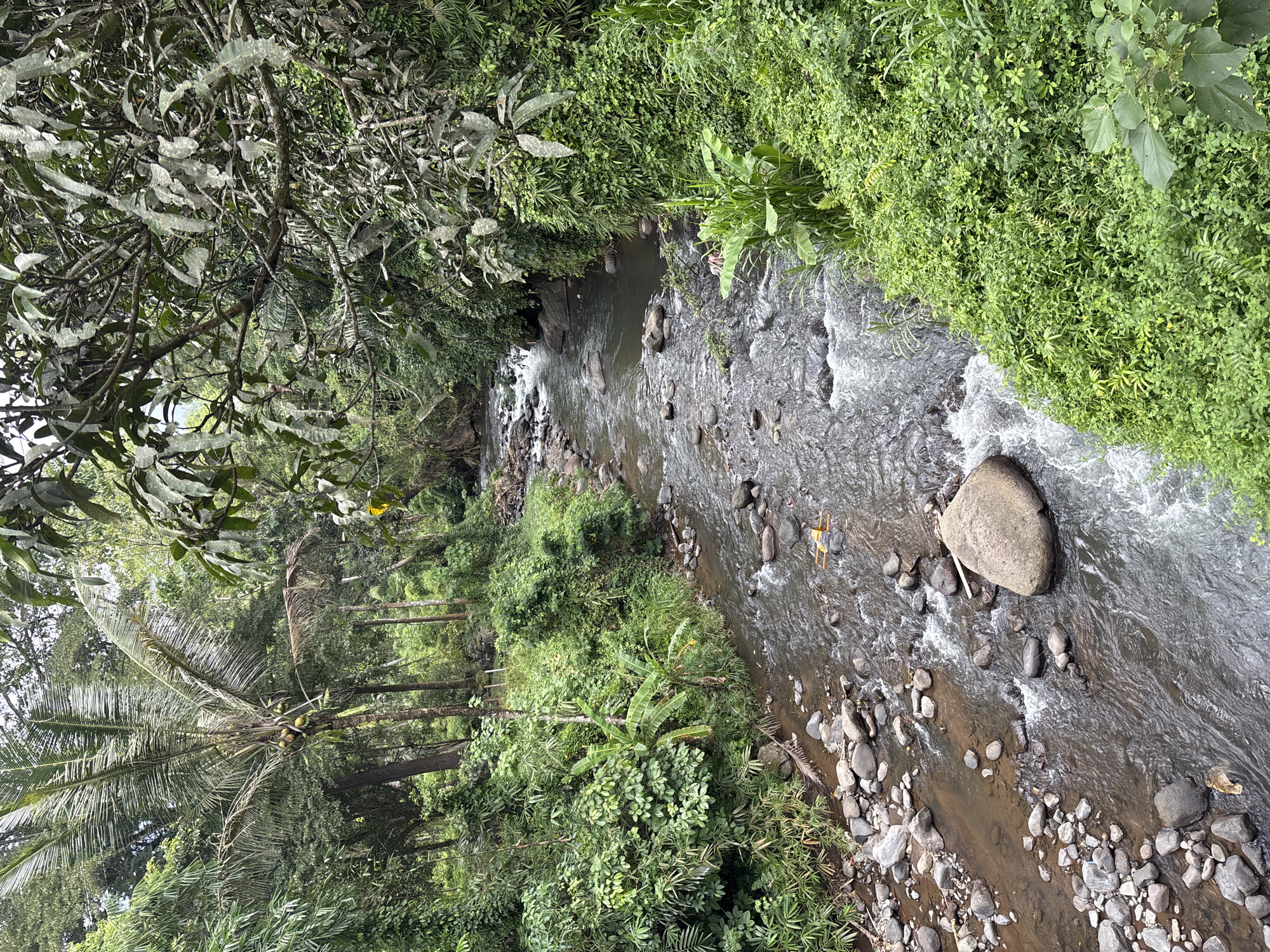 The image shows a river running through a lush, tropical environment in Busungbiu, Indonesia. The river is filled with rocks of various sizes, and its water appears to be flowing rapidly. Dense vegetation surrounds the riverbanks, including trees, bushes, and smaller plants. A few palm trees are visible among the other vegetation. The overall scene depicts a natural, overgrown landscape with a focus on the river and its immediate surroundings.