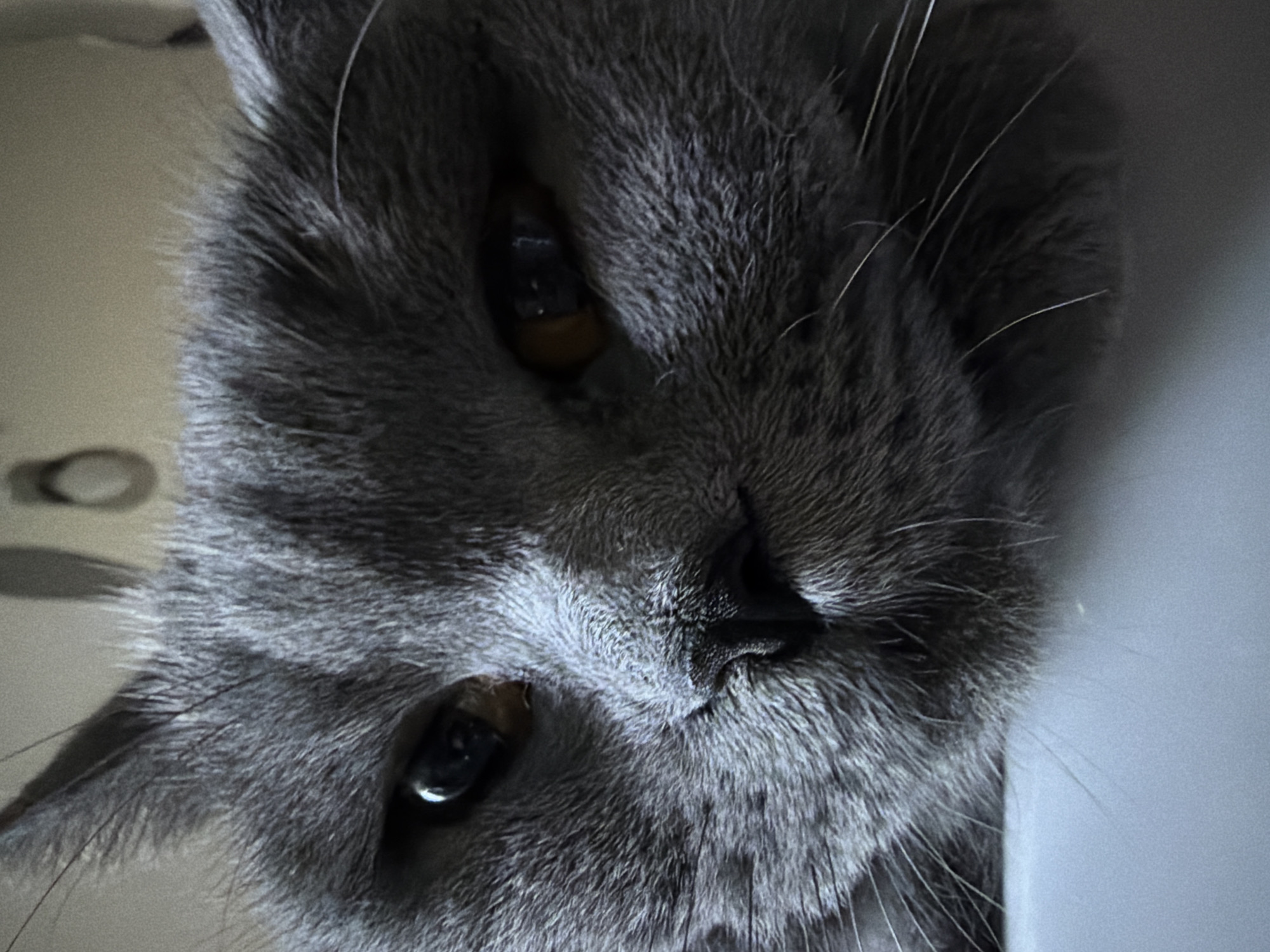 The image is a close-up, low-angle shot of a grey British Shorthair cat's face. The cat is lying down, resting its chin on a light-colored surface, likely a table or counter. Its eyes are open, and one eye appears to have a lighter amber pupil while the other is darker. The fur is dense and textured, with prominent whiskers. The background is out of focus and appears to be an indoor environment with some subtle lighting features. There is no information in the image to suggest any connection to Szczecin, Poland.