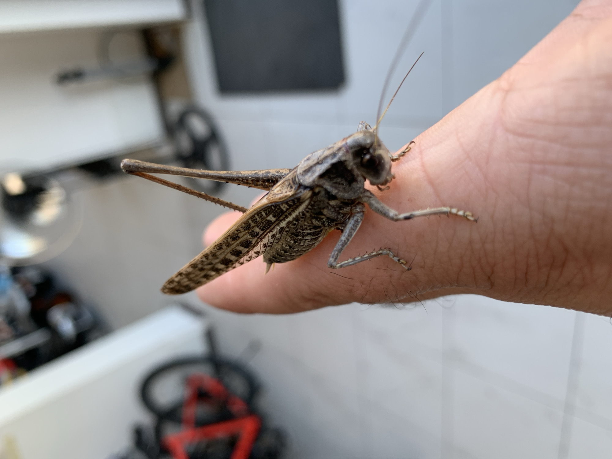 A large grasshopper is perched on a person's thumb, its body facing towards the right of the frame. The grasshopper is brown and tan with intricate wing patterns and long antennae. Its hind legs are large and muscular, typical of jumping insects. The person's thumb is covered in fine hairs. In the blurred background, a white wall, a black mat, and parts of bicycles are visible, suggesting an outdoor or semi-outdoor environment such as a porch or garage. The flooring appears to be tiled. The location in the city of Kropotkin, Russia cannot be determined from the visual information provided.