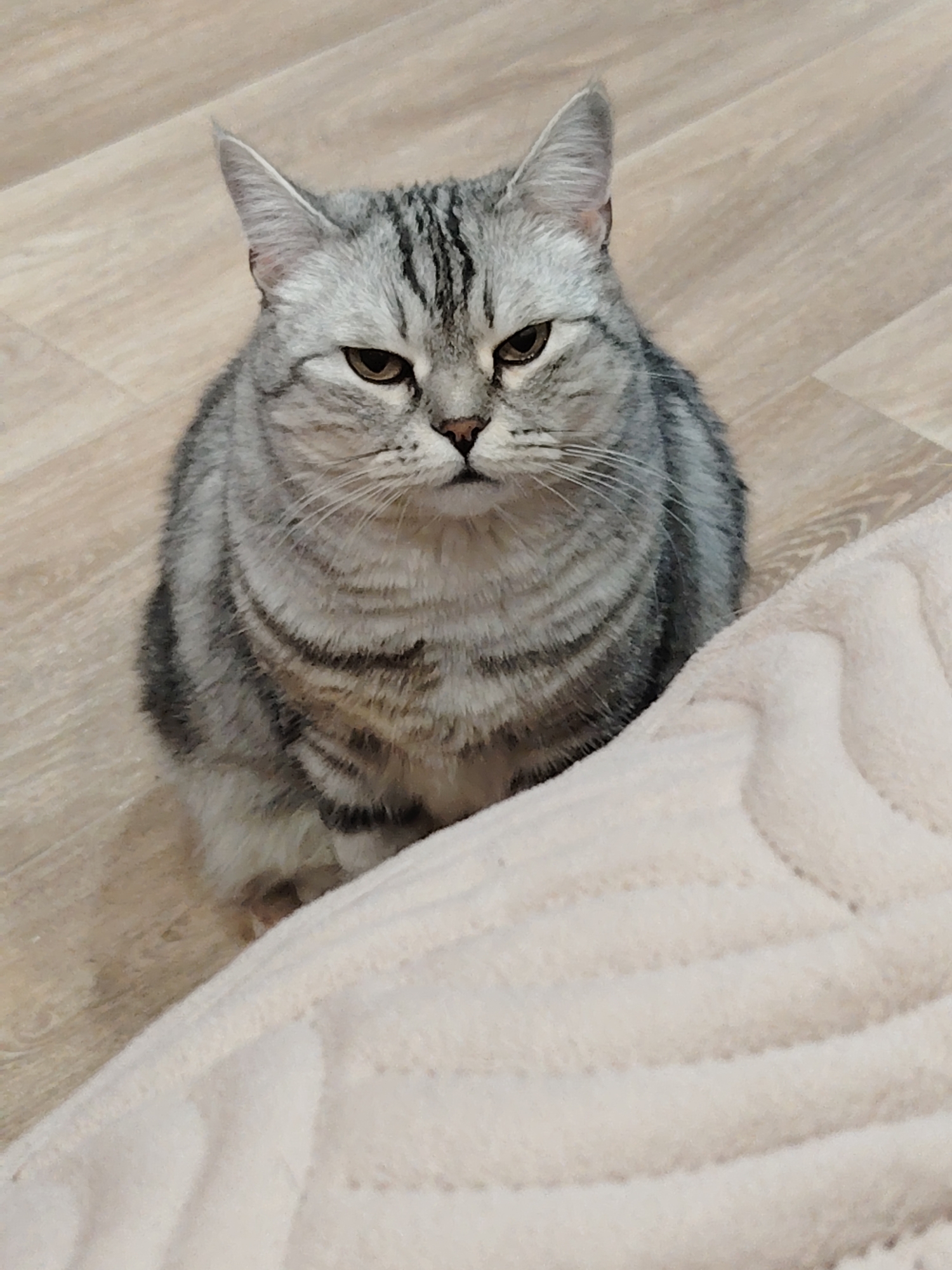 A domestic short-haired cat with silver-grey fur and distinct dark tabby stripes is the central subject of this close-up, high-angle image. The cat is sitting upright on a light-colored wooden or laminate floor, looking directly into the camera with an intense, slightly displeased expression. Its amber-brown eyes are narrowed, and its mouth appears subtly downturned, contributing to a "grumpy" or serious demeanor. The cat's ears are perked, and its striped pattern is clearly visible across its head, back, and sides.
The background is a uniformly light-toned wooden floor with a visible grain pattern. In the lower right foreground, a section of a soft, light beige or off-white blanket or cushion with a quilted texture is present, partially obscuring the cat's lower body. The lighting is soft and even, typical of an indoor setting. There is no visible text in the image. The picture captures the cat's unique markings and its striking, rather solemn gaze.