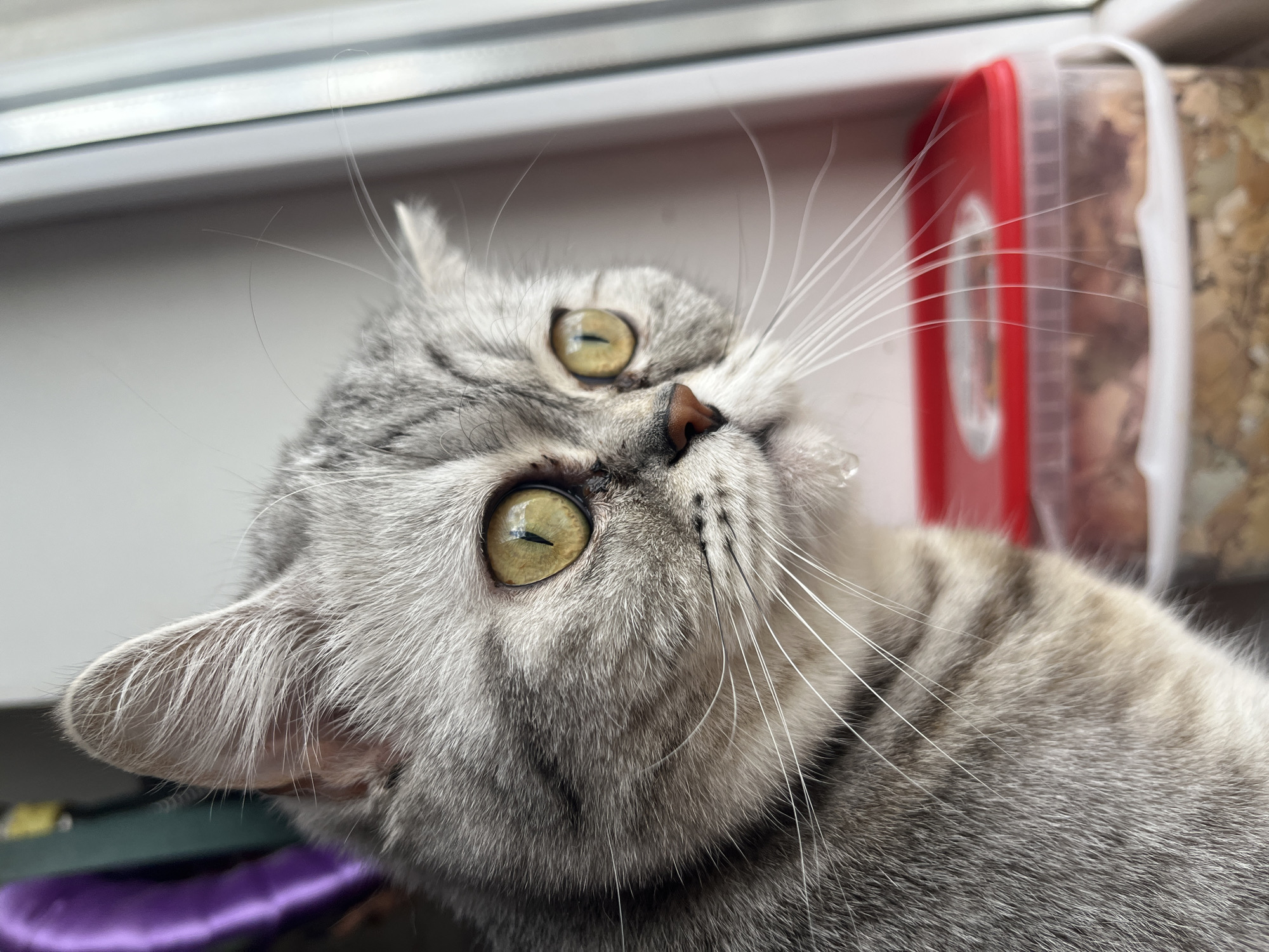 A close-up, high-angle portrait features a grey tabby cat looking intently upwards and slightly to the right, indoors in Chaikovsky, Russia. The cat has dense, short fur with silver-grey tones and faint darker stripes, characteristic of breeds like the British Shorthair. Its large, round eyes are a striking yellowish-green with dark, vertically slit pupils, conveying an alert and curious expression. Long, prominent white whiskers fan out from its muzzle. A pinkish-brown nose and a visible ear with light fur inside are also apparent.
The cat appears to be resting on a surface, possibly a windowsill or ledge, which is visible as a light-grey band in the background. In the upper right background, a red-lidded clear plastic container filled with textured, granular contents (possibly cat food or treats) is partially visible and out of focus. A hint of purple fabric or upholstery is seen in the bottom left corner. The scene is brightly lit, suggesting natural daylight. There is no visible text in the image.