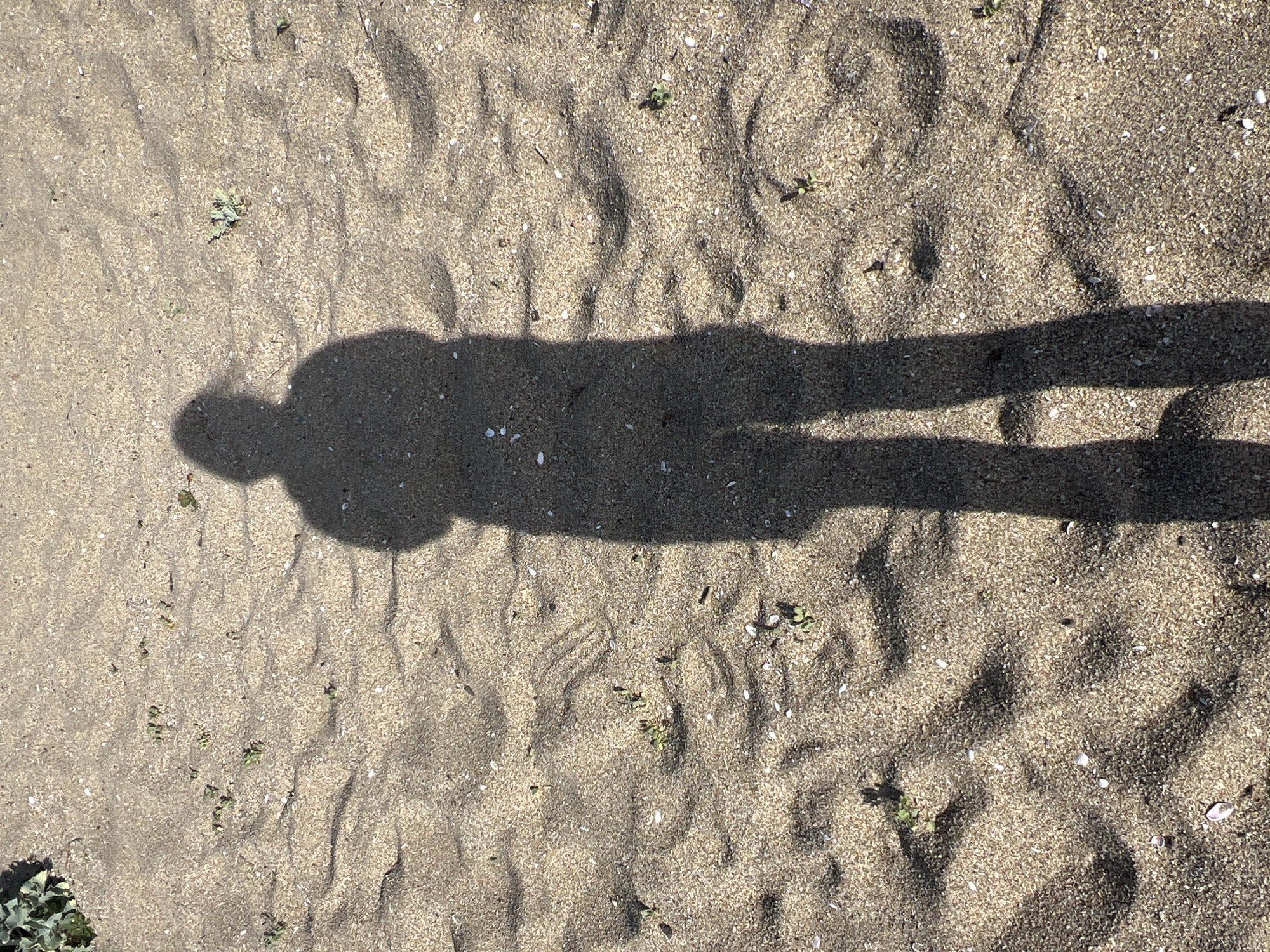 The media file shows a long shadow of a person cast on sandy ground. The shadow appears to be a full-body silhouette of a person standing. The sand is textured with ripples and small shells are scattered across the surface. Small green plants are also visible, growing sparsely in the sand. The light source, casting the shadow, is strong, indicating it is likely daytime with clear skies. The overall scene suggests an outdoor environment, possibly a beach or a sandy path. The lack of other people or distinctive landmarks makes it difficult to pinpoint an exact location within the provided context of Sinemorets, Bulgaria, but the sandy terrain and sparse vegetation are consistent with coastal or dune environments. There is no visible text in the media file.