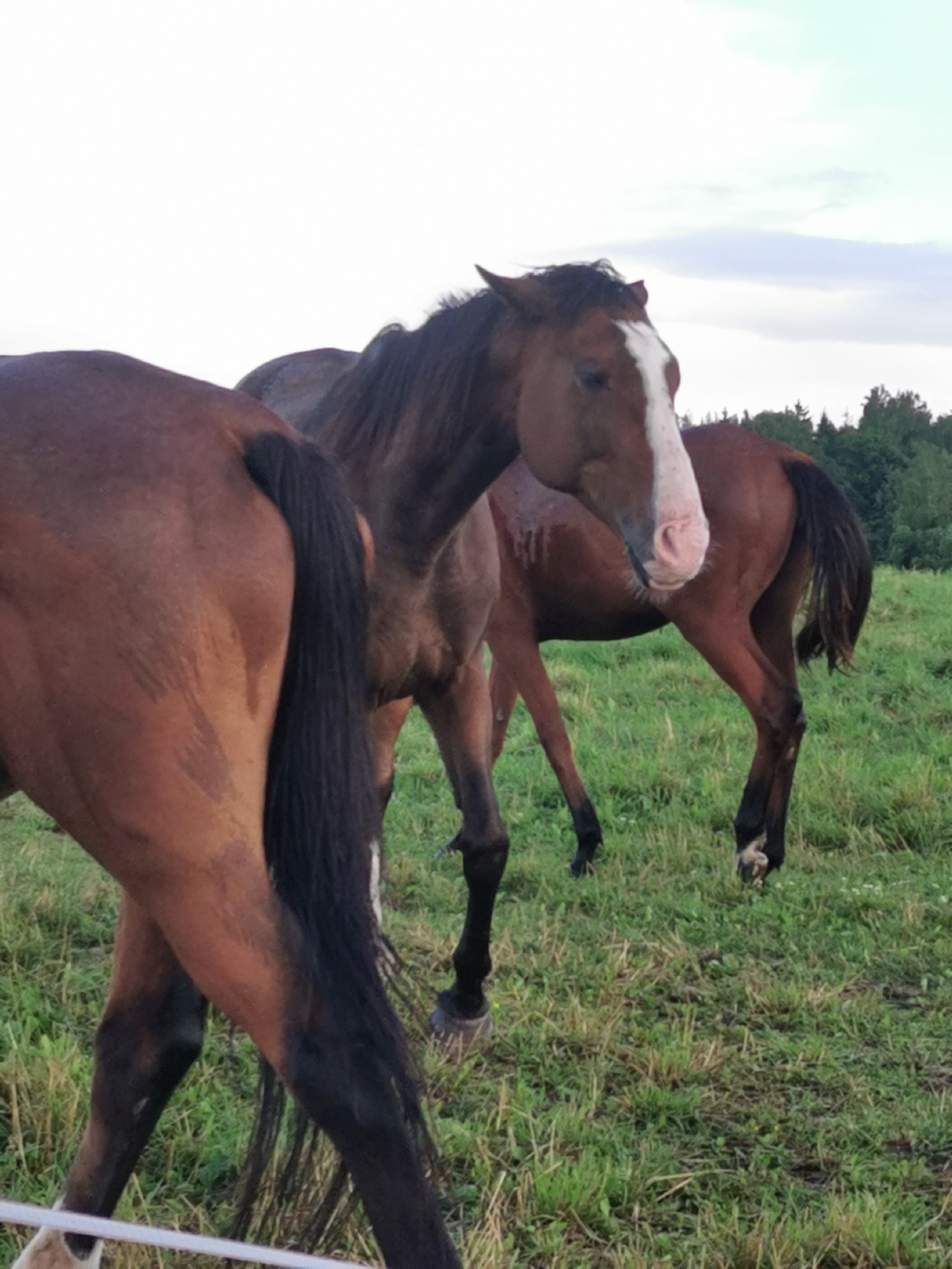 In Galinė, Lithuania, three horses are present in a grassy field. The horse in the foreground on the left is mostly cropped out, showing only its hindquarters and tail. The horse in the center is a dark brown color with a white blaze on its face. It is facing to the right and appears to be grazing. Another horse, also dark brown, is visible behind the center horse and to the right, facing away from the camera. The background consists of green grass, a line of trees, and a cloudy sky. The lighting suggests it is late afternoon or early evening.