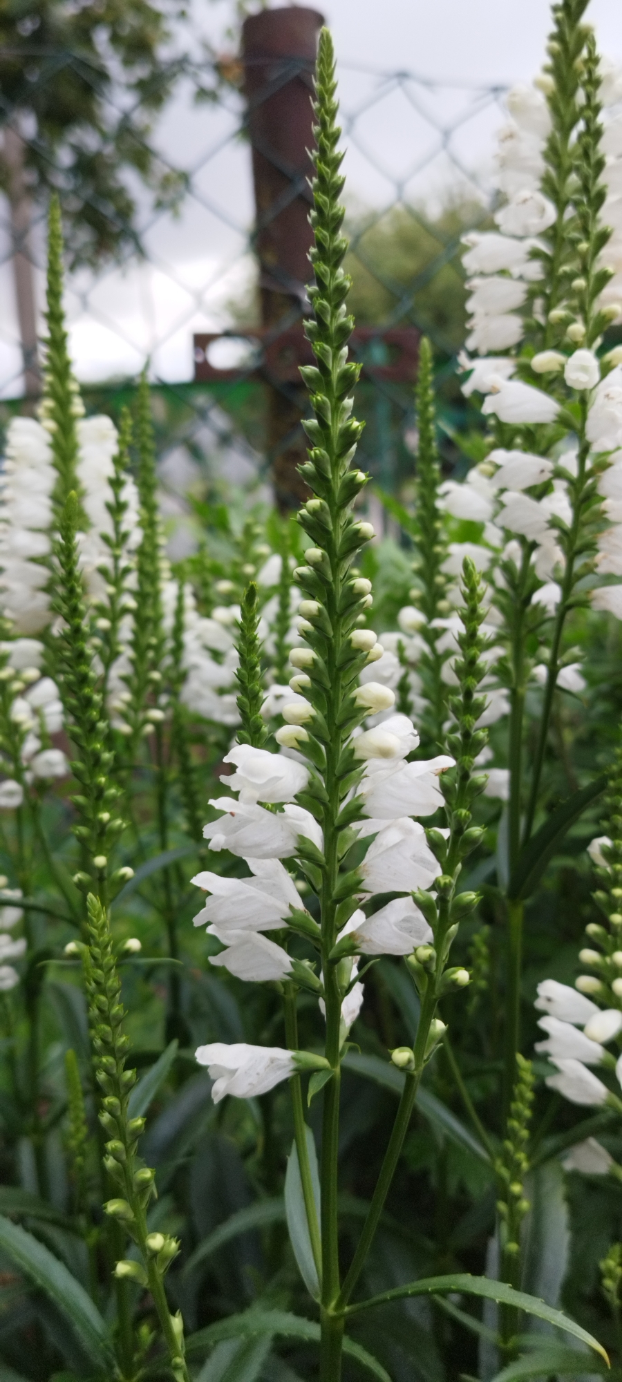 The image shows a close-up view of white Obedient Plant flowers, also known as Physostegia virginiana, in a garden setting. The flowers are arranged in tall, slender spikes with tubular white petals. Many of the blooms are open, while others are still in bud form, appearing as small green protrusions along the stems. The plants have dark green, lance-shaped leaves. In the background, a wire fence and a brown metal post are visible, suggesting the garden is near a boundary or enclosure. Trees and foliage are blurred in the distance, indicating an outdoor environment. The overall impression is one of a garden in bloom, likely during the summer or early autumn. The location is specified as Азгінавіцкі сельскі Савет, Belarus, implying this is a rural or village area. No people or animals are present in the image.