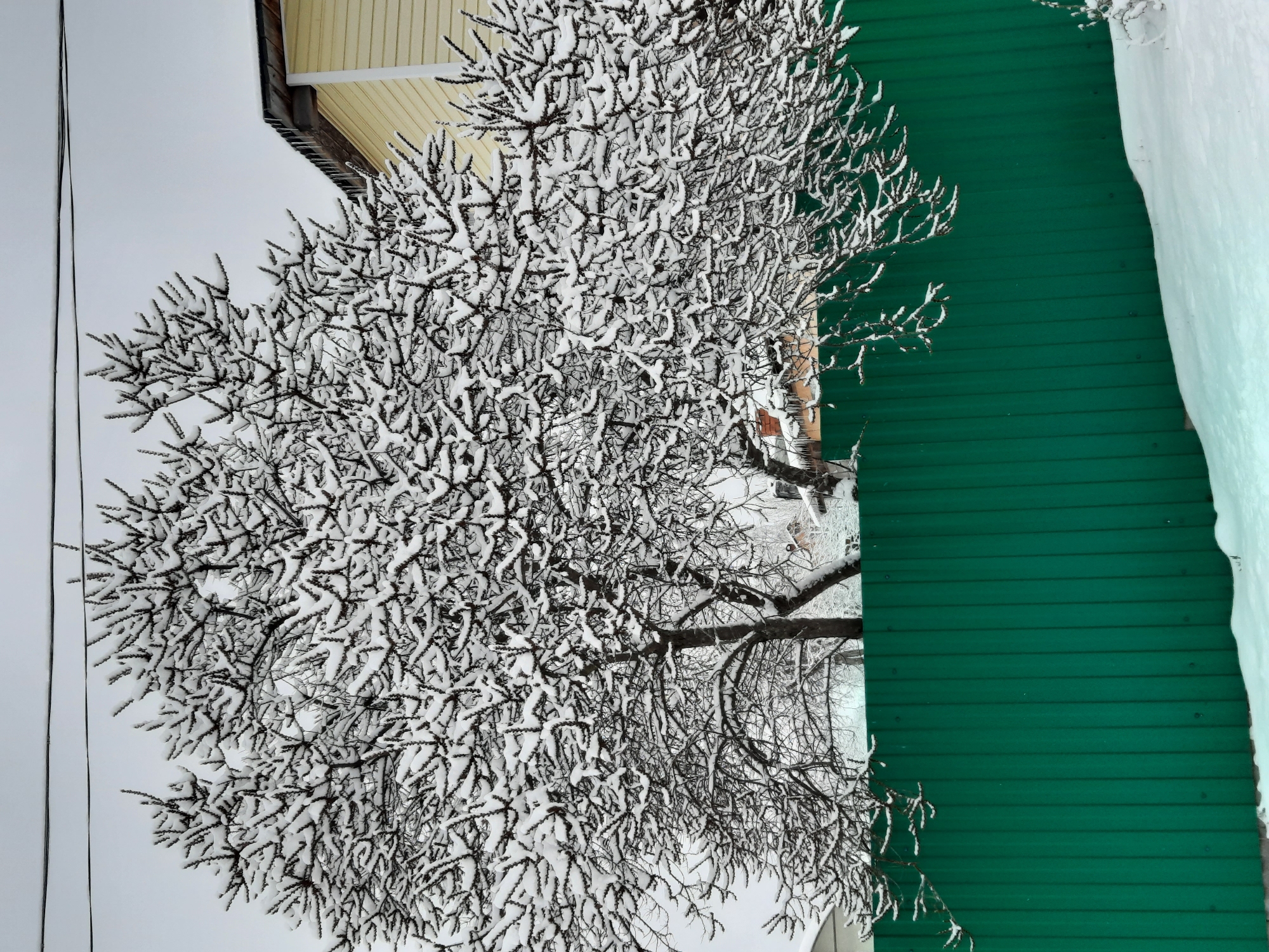 The image depicts a winter scene in Krasnogorskoye, Russia. A bare tree, heavily laden with snow, dominates the foreground. A green, corrugated metal wall is positioned to the right of the tree. A yellow and brown building is visible in the background. The sky is overcast and gray.