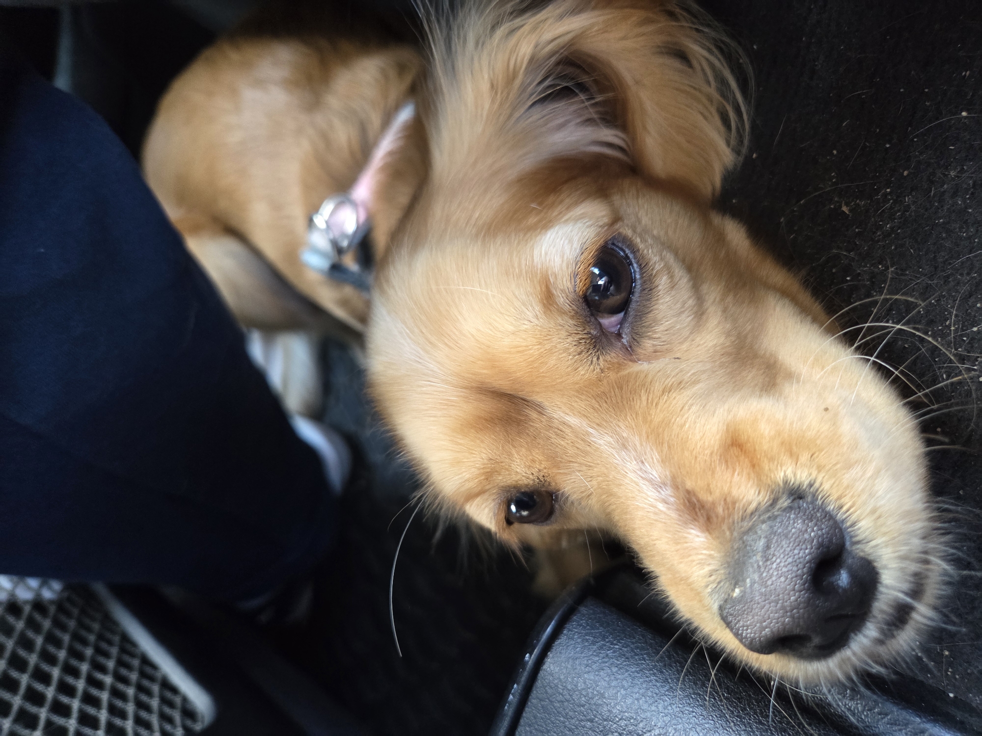 A close-up, slightly tilted photograph shows a golden-brown dog with floppy ears and a pink collar, lying on what appears to be a car seat. The dog's face is close to the camera, capturing its dark eyes and wet nose. A leg and foot wearing a white sock can be seen in the left side of the image, suggesting a person is nearby. The background is mostly dark, likely the interior of the car. The location of the scene is in Koilovtsi, Bulgaria, but there are no landmarks or other features to further pinpoint the exact location within the city.