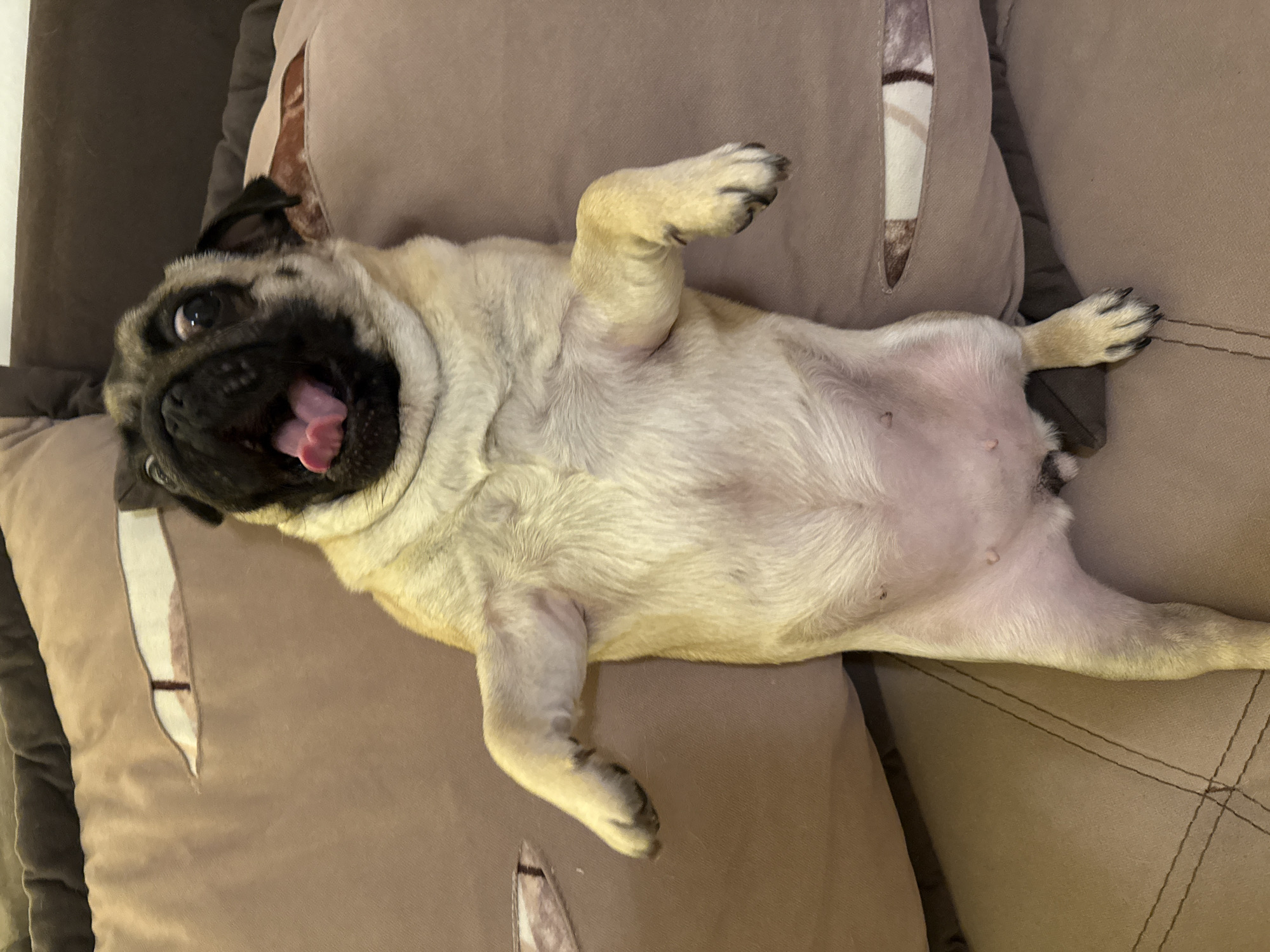 A pug is lying on its back on a brown couch, with its legs in the air and its mouth wide open, as if yawning. The pug is a fawn color with a black face. The couch is upholstered in a brown fabric and has several pillows. The background is blurred, but appears to be a room. The image is taken from a slightly elevated angle, looking down at the pug.