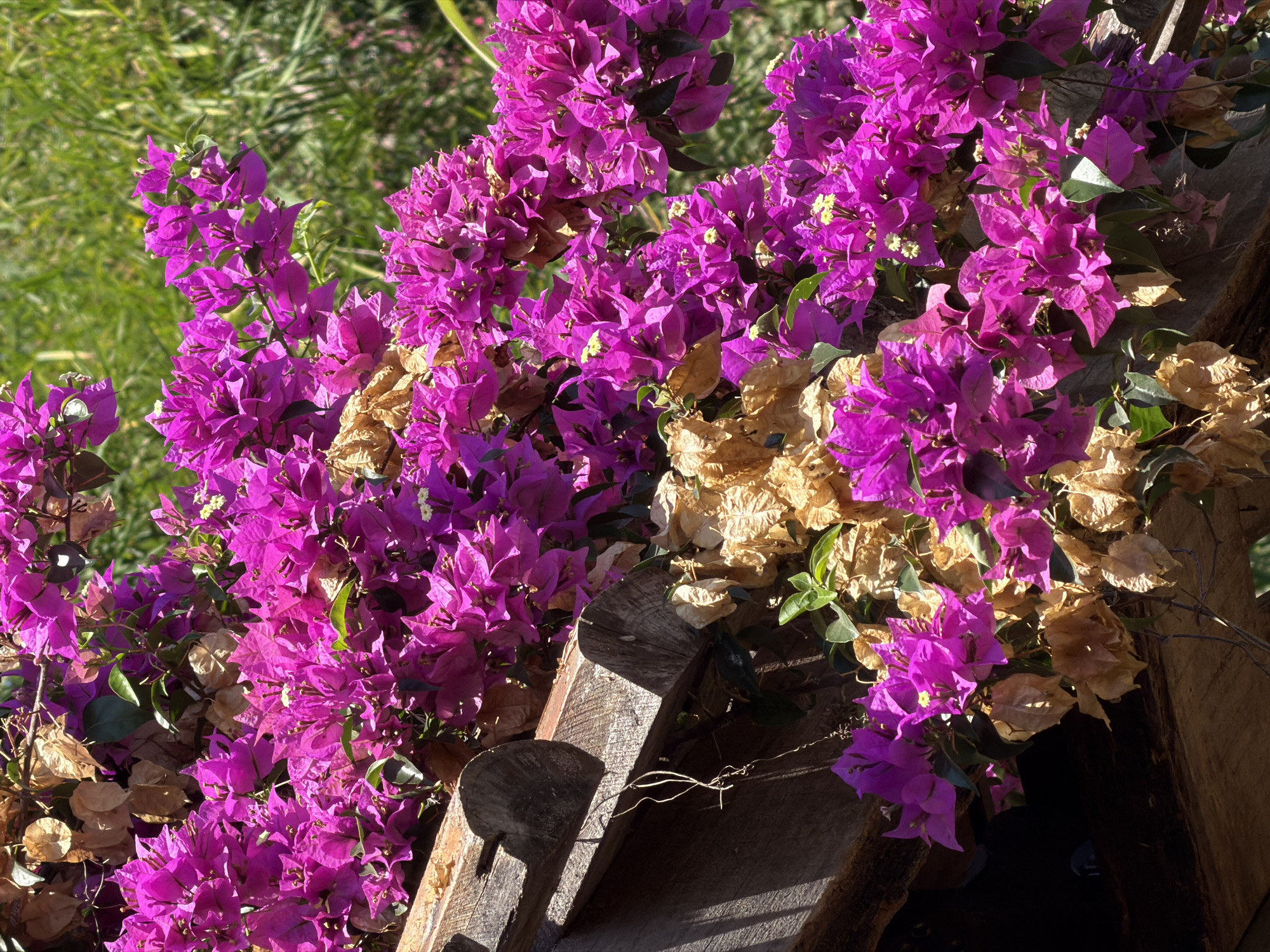 A close-up shot of a vibrant magenta bougainvillea plant, with some of its bracts dried and tan, cascading over a rough-hewn wooden structure. The background shows blurred green foliage. The location is unknown.