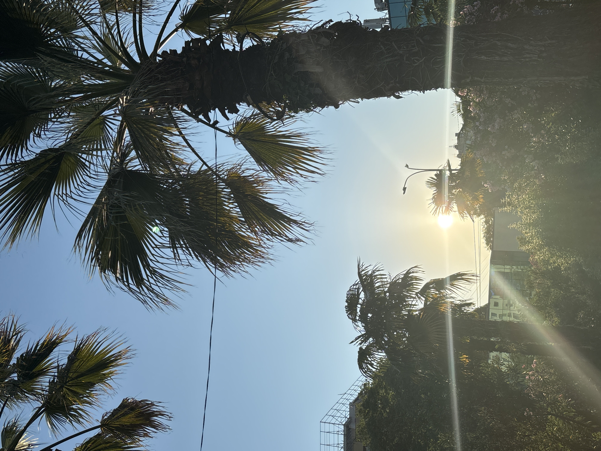 This media file captures a sunny day in Sochi, Russia, with a clear blue sky and bright sunlight. The primary subjects are palm trees, with their fronds prominently displayed against the sky. One large palm tree trunk runs vertically through the image, its rough bark textured and layered with debris. Smaller palm trees are also visible, their leaves rustling.
In the background, a modern glass-fronted building reflects the sky and surrounding greenery. A street lamp is visible near the sun, suggesting an urban or semi-urban setting. The sun is setting or rising, casting a warm glow and creating lens flares that streak across the image, adding a dramatic effect. The light suggests it is either early morning or late afternoon.
There are no people or specific activities depicted. The scene conveys a feeling of warmth and natural beauty, accented by the modern architecture. Some wires are visible, likely power or telephone lines, indicating infrastructure in the area. The overall impression is a serene, sun-drenched moment in a coastal city.