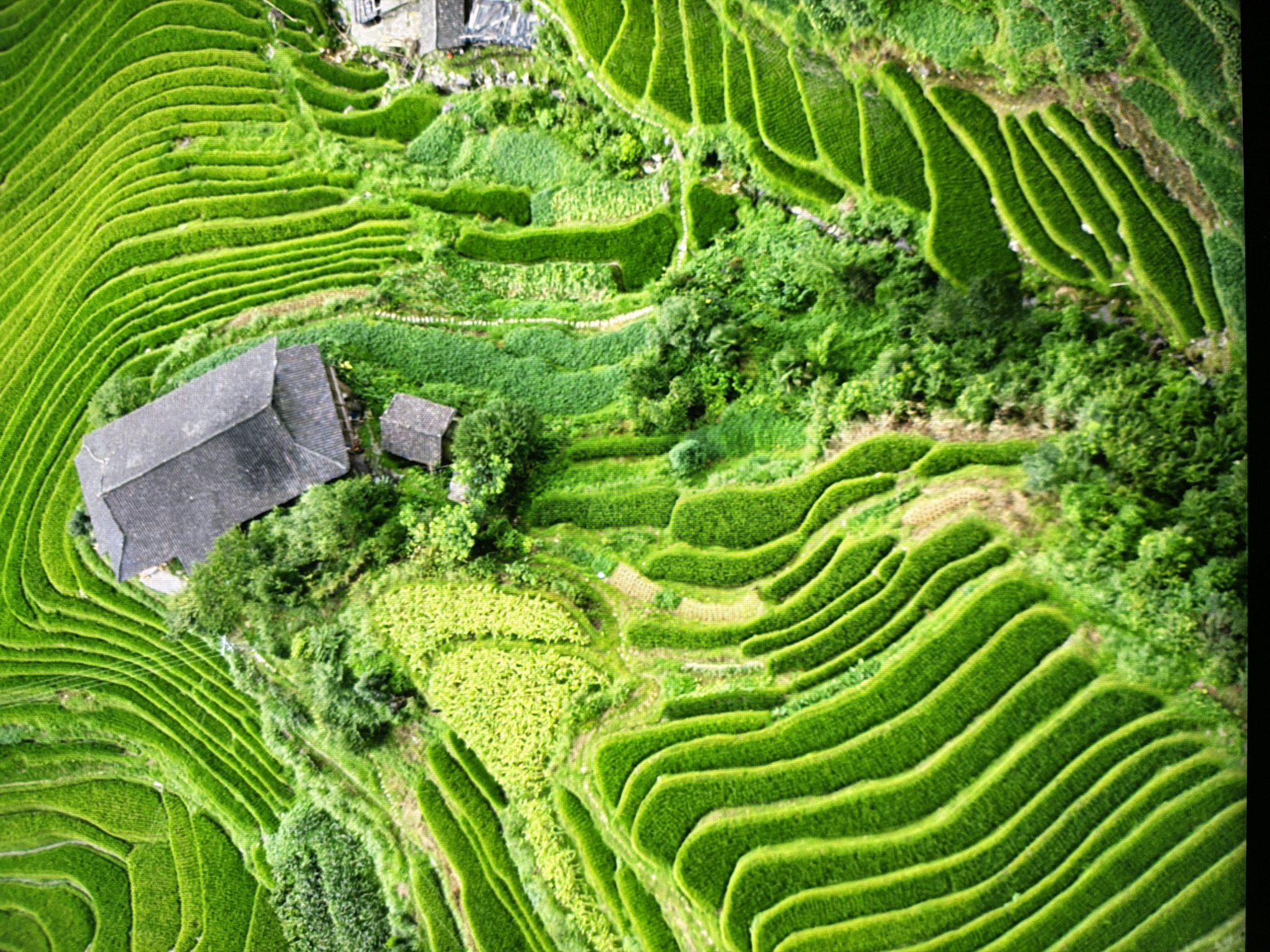 This is an aerial, high-angle shot of vibrant green rice terraces cascading down a hillside. Two traditional-style buildings with dark tiled roofs are visible among the terraces, one larger and more central, the other smaller and nestled lower down. Lush vegetation, including trees and smaller crops, is interspersed with the rice paddies. The overall scene depicts a rural, agricultural landscape. There are no people or specific actions depicted. The image does not depict the city of Kyiv, Ukraine.