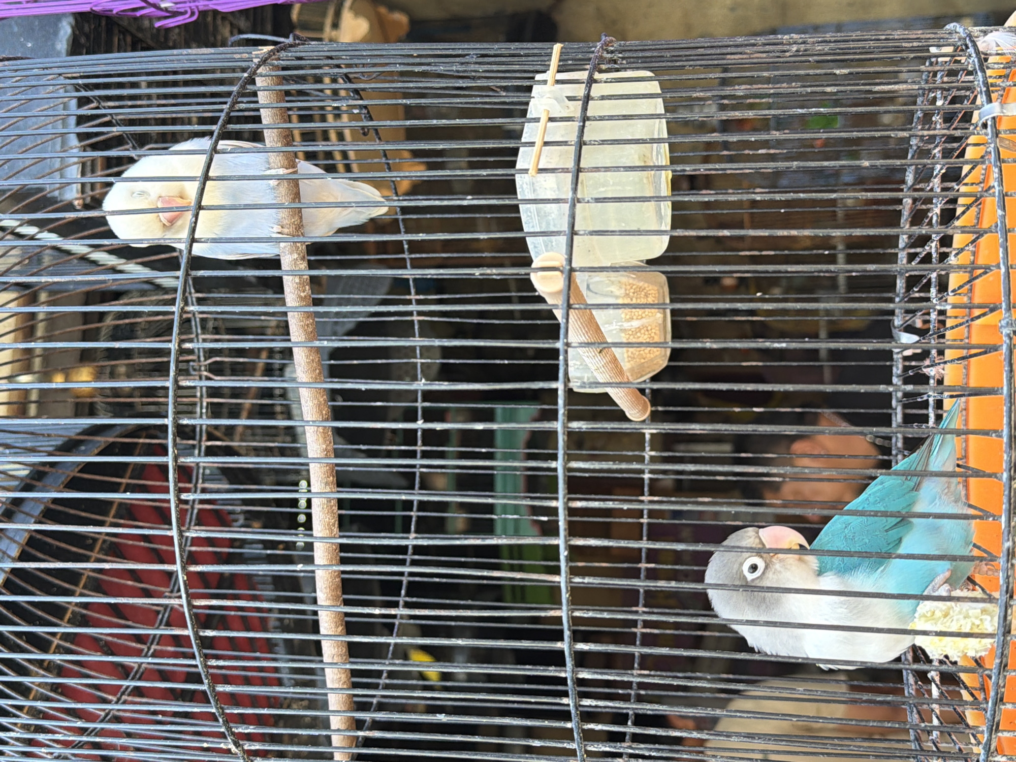 A light-colored bird is asleep on a perch inside a birdcage. Its eyes are closed, and its beak is slightly open. The bird is predominantly white with hints of yellow and light blue. Another bird, this one predominantly light blue and grey, is perched on the right side of the cage, looking to the left. It has a white chest and a light pink beak.
The cage is made of black metal bars. A wooden perch runs diagonally from the upper left to the lower center. A bird feeder is attached to the cage on the right side, holding seeds. The background is blurred and appears to be indoors, possibly a market or shop, with some colorful elements suggesting other cages or items. The lighting is bright, indicating it is daytime. The scene is likely in Denpasar, Indonesia, given the location context. There are no visible text elements in the image.