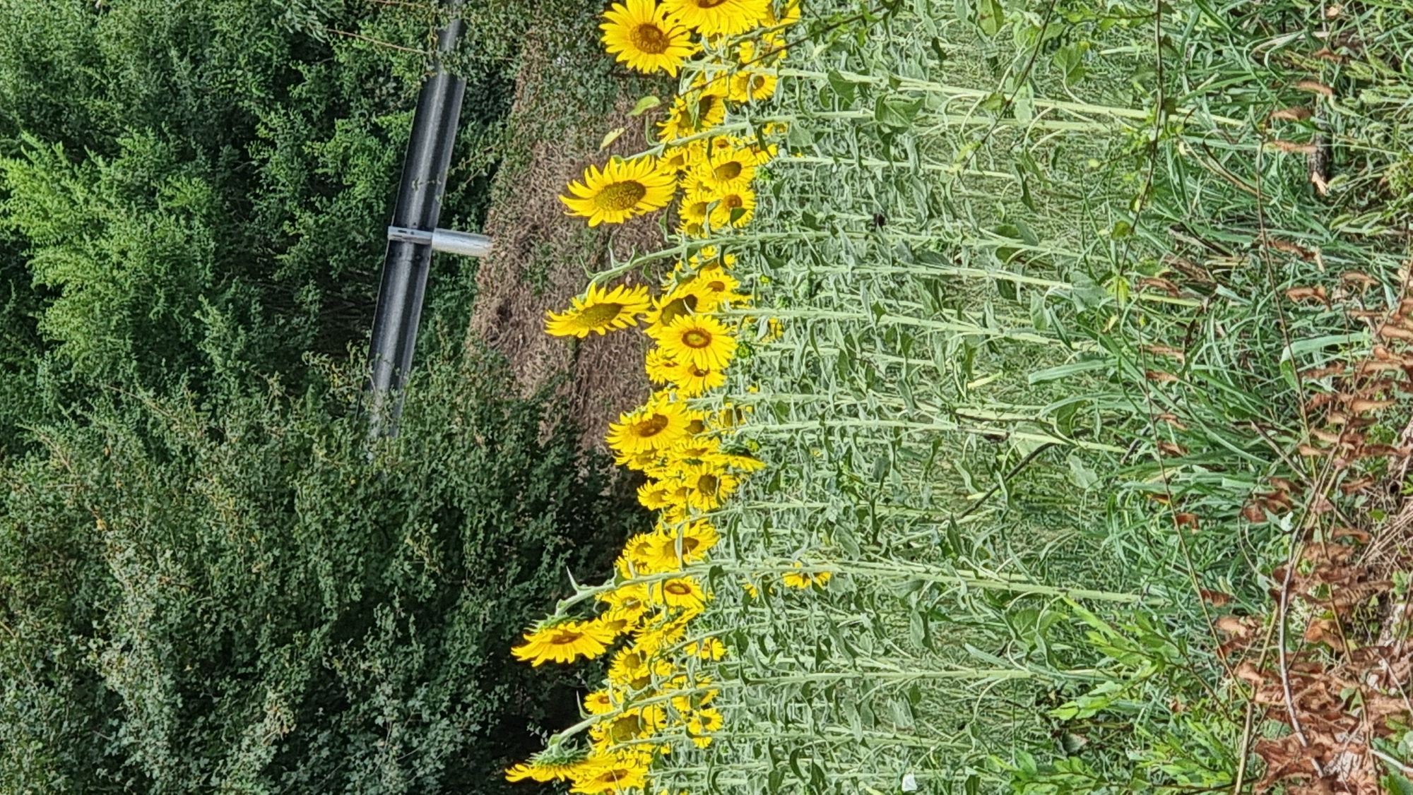 A field of sunflowers is in bloom, with their bright yellow petals facing upwards. The sunflowers are tall and stand in rows, with lush green leaves and stems. In the background, there is a dense forest of trees, and a metal guardrail can be seen along a road or highway. The ground in the foreground is covered in dry leaves and branches, suggesting a natural, untamed environment. The scene is picturesque and evokes a sense of natural beauty and rural tranquility. The image was taken in Olot, Spain.