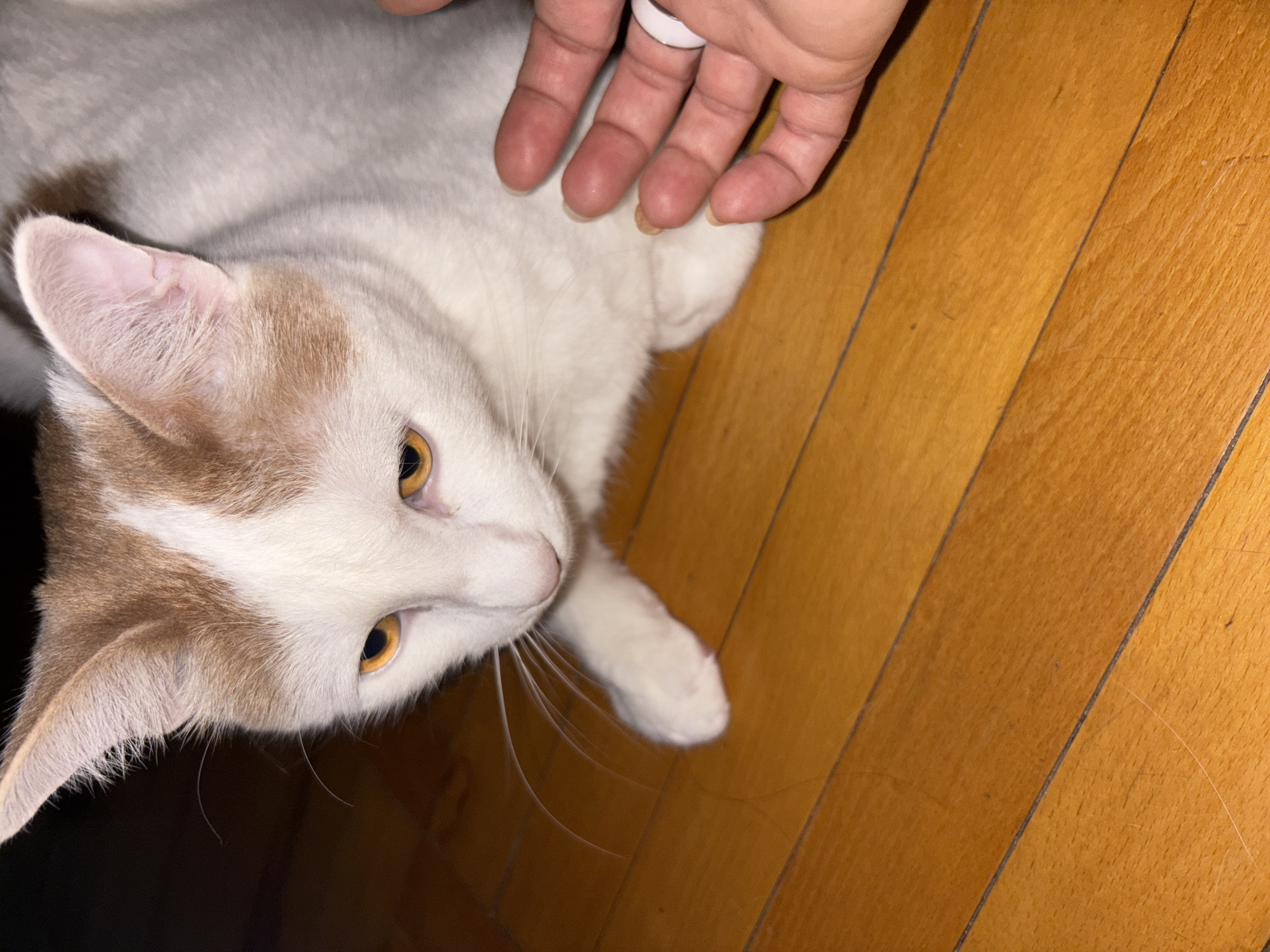 A white cat with tan markings on its head and ears is lying on a wooden floor. The cat has large, amber eyes and is looking towards the camera. A person's hand is resting on the cat's back, with a white ring visible on one finger. The wooden floor is made of planks and has a warm, honey-like color. The scene is lit by artificial light, casting shadows on the floor and the cat. The overall mood is calm and intimate, suggesting a moment of quiet interaction between the person and the cat.