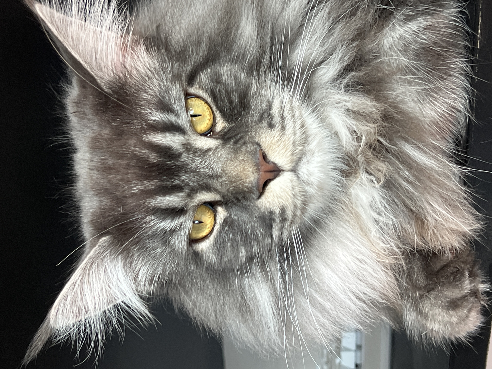 This is a close-up, head-on, portrait-style photograph of a Maine Coon cat. The cat has striking yellow eyes and prominent ear tufts. Its fur is a mix of grey and black tabby markings, with a thick ruff around its neck. The cat's gaze is directed forward, and its expression appears intense. The background is dark and out of focus, with a hint of a white surface and vertical lines visible to the left, possibly indicating a keyboard or blinds. The image does not contain any elements that would allow for the identification of its location within Ternopil, Ukraine.