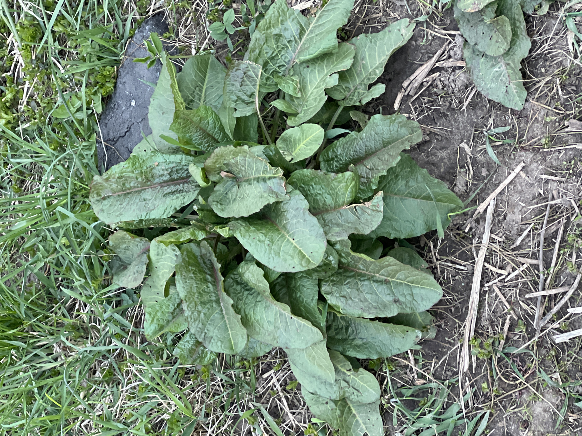 The image depicts a cluster of broadleaf plants, likely dock or sorrel, growing in a patch of ground with mixed vegetation, grass, and some dead plant material. A dark, possibly asphalt, fragment is visible near the plants. The location cannot be determined as Chaikovsky, Russia from the image alone.