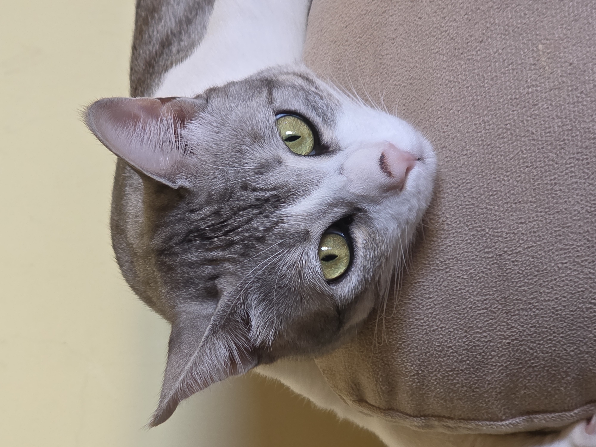 A close-up, head-on shot of a gray and white tabby cat resting its head on a tan, textured surface, possibly a pillow or furniture. The cat's eyes, a striking yellow-green, are open and looking directly at the camera. Its ears are pointed forward, and its nose is pink with dark markings. The background is a plain, light yellow wall. The image is taken indoors, likely in a residential setting. No specific location within Al Hadaba, Egypt can be determined from the visual information.