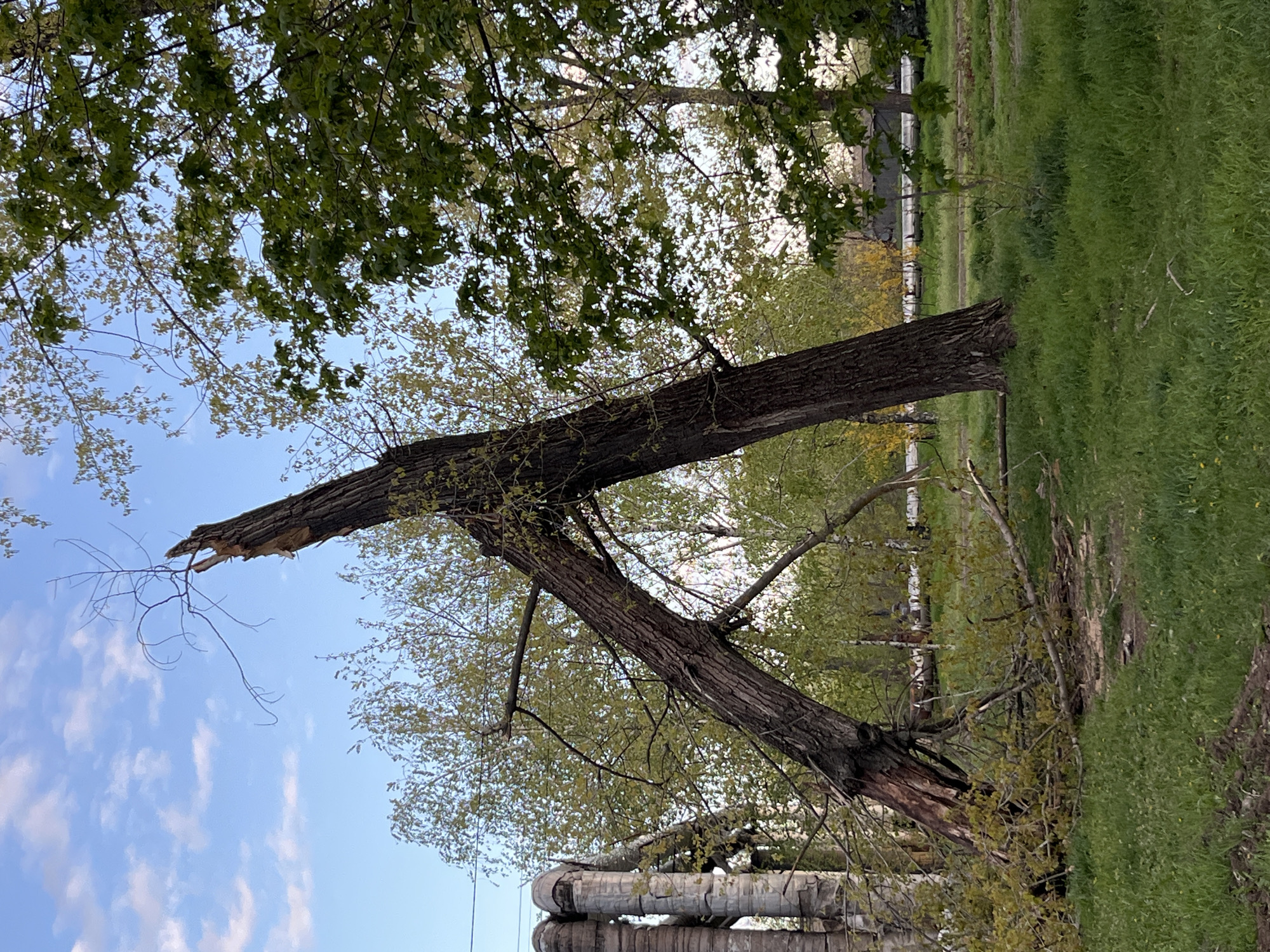 This outdoor image captures a natural setting adjacent to industrial infrastructure in Kryvyi Rih, Ukraine, under a bright daytime sky. The central focus is a large, severely damaged tree, its trunk clearly broken and leaning, with a jagged fracture visible. Its upper section appears to be propped against another, healthier tree, or lying on the ground beyond the frame. Sparse, bare branches extend from the broken section against the sky.
The scene features lush, green grass covering a field or park area, suggesting spring or early summer. Several other trees with full, green foliage are present, including some with lighter bark in the background that could be birches. The sky is a clear blue with scattered white, wispy clouds.
In the lower-left and background, industrial elements are visible, specifically large, grey, insulated pipes or ducts, indicating a power plant or industrial facility nearby. These structures contrast with the natural surroundings. No human activity or individuals are present in the image. The overall impression is one of natural resilience amidst human impact and past environmental events, likely a storm or strong winds that caused the tree damage. There is no visible text in the image.