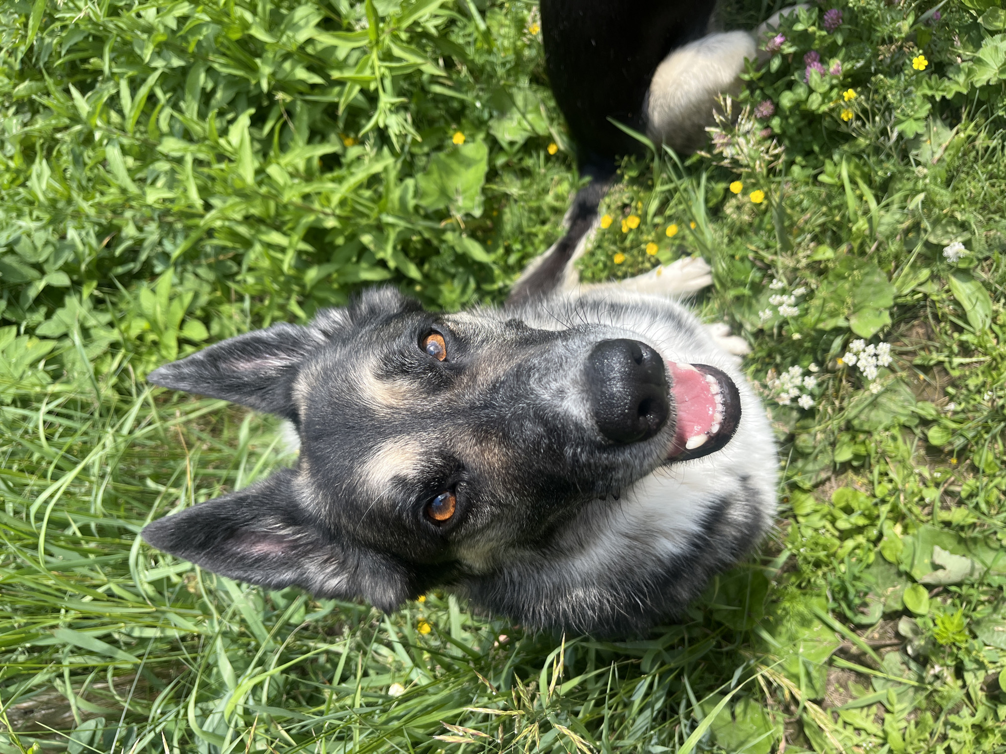 A high-angle, full shot shows a German Shepherd dog sitting in tall green grass on a sunny day. The dog is looking up towards the camera with its mouth open and tongue visible. Its fur is a mix of black, gray, and tan, with piercing amber eyes. In the background, other dogs can be seen lying in the grass. The environment appears to be a park or a grassy field with small yellow and white wildflowers scattered throughout. There are no discernible landmarks or indicators that would place the scene specifically within the city of Nizhny Tagil, Russia.