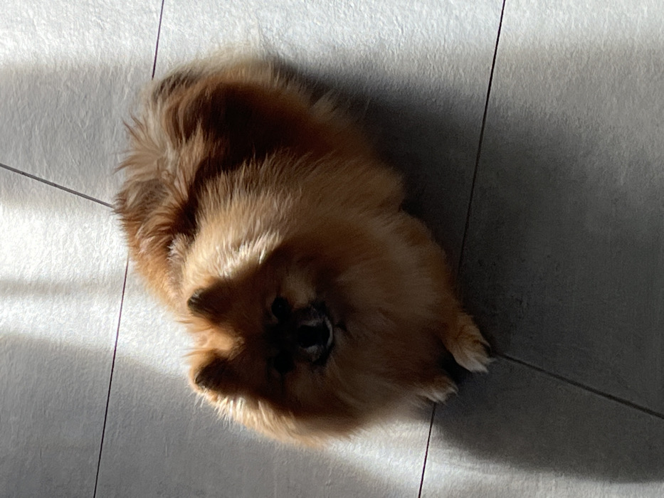 A small, orange-brown Pomeranian-type dog is observed seated on a tiled floor, facing the viewer. The dog exhibits dense, fluffy fur, with lighter cream-colored fur evident on its paws and snout area. Its face, including the eyes and nose, is largely obscured by a prominent shadow. The floor consists of light gray or off-white rectangular tiles with dark grout lines. Strong, directional natural light originates from the upper left quadrant of the scene, creating distinct shadows on the floor and partially shadowing the dog's left side and face, while brightly illuminating its right side and parts of the floor. The scene is located in Chambœuf, France.