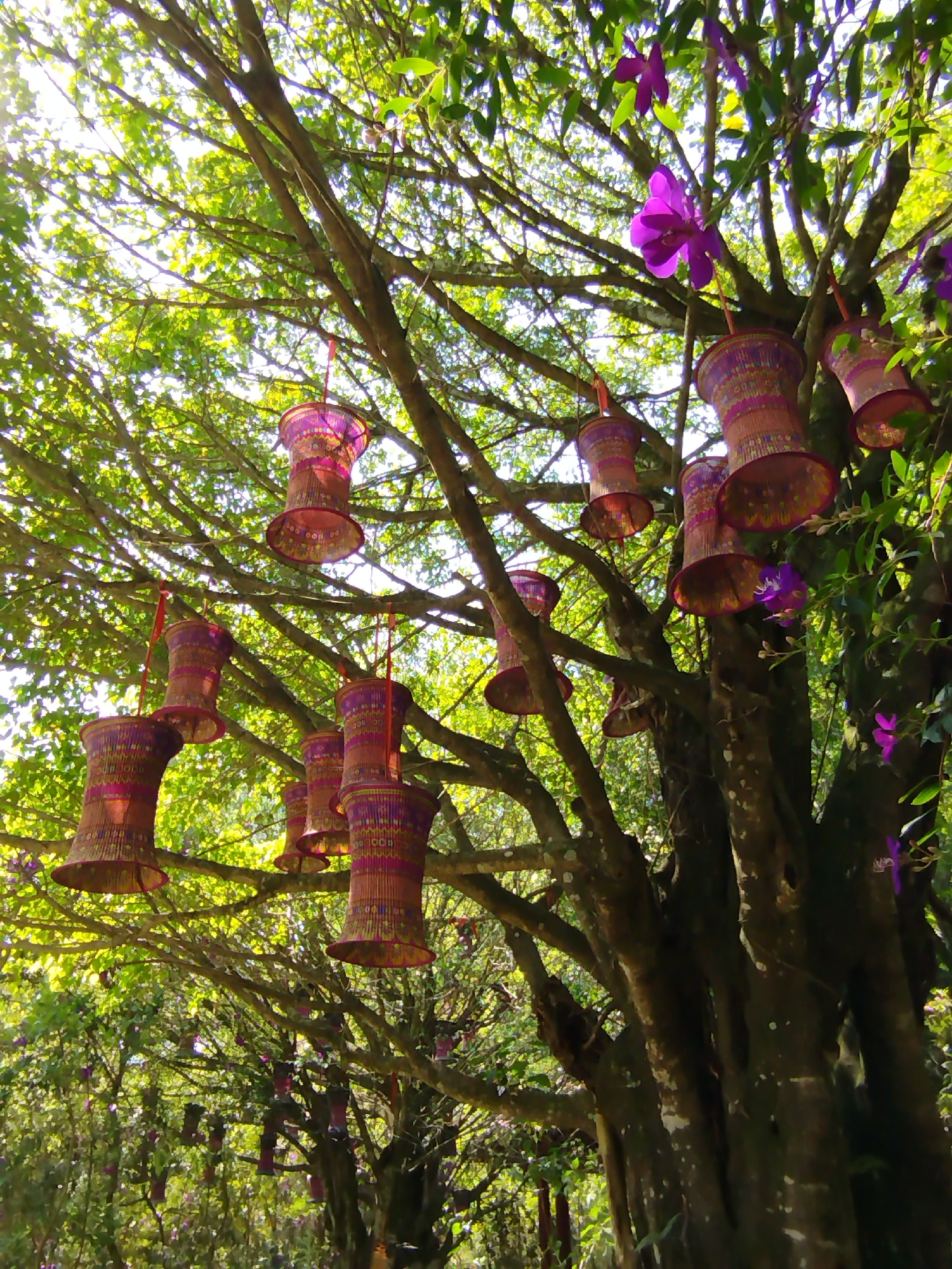 This vertical shot captures a vibrant, sun-dappled tree canopy adorned with numerous decorative elements in Păng Tiêng 1, Vietnam. The scene looks upwards into a dense expanse of bright green leaves and tree branches, with sunlight filtering through, creating a luminous, almost ethereal quality.
The primary subjects are the large, leafy trees and the purple and pink cylindrical lanterns hanging from their branches. Approximately a dozen lanterns are visible, suspended by thin red ribbons or strings. Each lantern features a woven texture with intricate patterns of pink, purple, and yellow bands. Their shapes are generally hourglass-like or slightly fluted, and they are often seen from below, revealing their inner structure.
Interspersed among the lanterns and foliage are several clusters of bright purple flowers, some appearing translucent due to the strong backlighting. These flowers have a distinct orchid-like shape, adding natural beauty and a pop of vivid color to the overhead display. The tree trunks are robust and dark, providing a strong contrast to the bright leaves and colorful decorations.
The image conveys a sense of a special occasion, an art installation, or a festive decoration within a natural setting. The time of day appears to be bright daytime, with clear, sunny weather, as indicated by the intense light and shadows. The overall mood is one of enchantment and tranquility, blending natural elements with human-made decorations. There is no visible text in the image.
