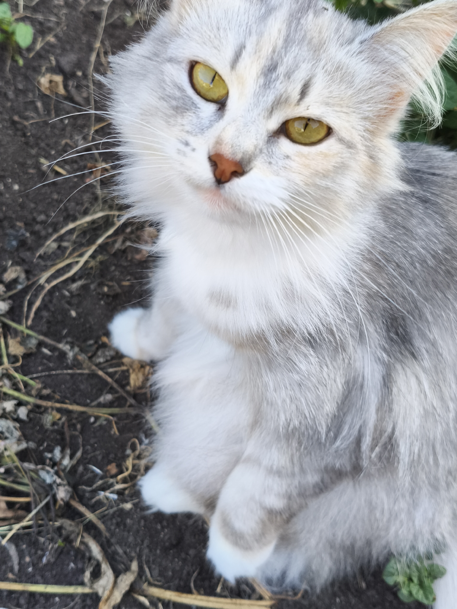 A medium shot, eye-level, outdoor, full body photograph shows a young, fluffy, grey and white cat with yellow eyes sitting on dark soil with dry grass and some green leaves. The cat is looking directly at the camera with its head slightly tilted. Its fur is soft and long, with streaks of grey and white. Its paws are white. The background is blurred, suggesting the cat is the main subject. The image was taken in Ilmino, Russia.